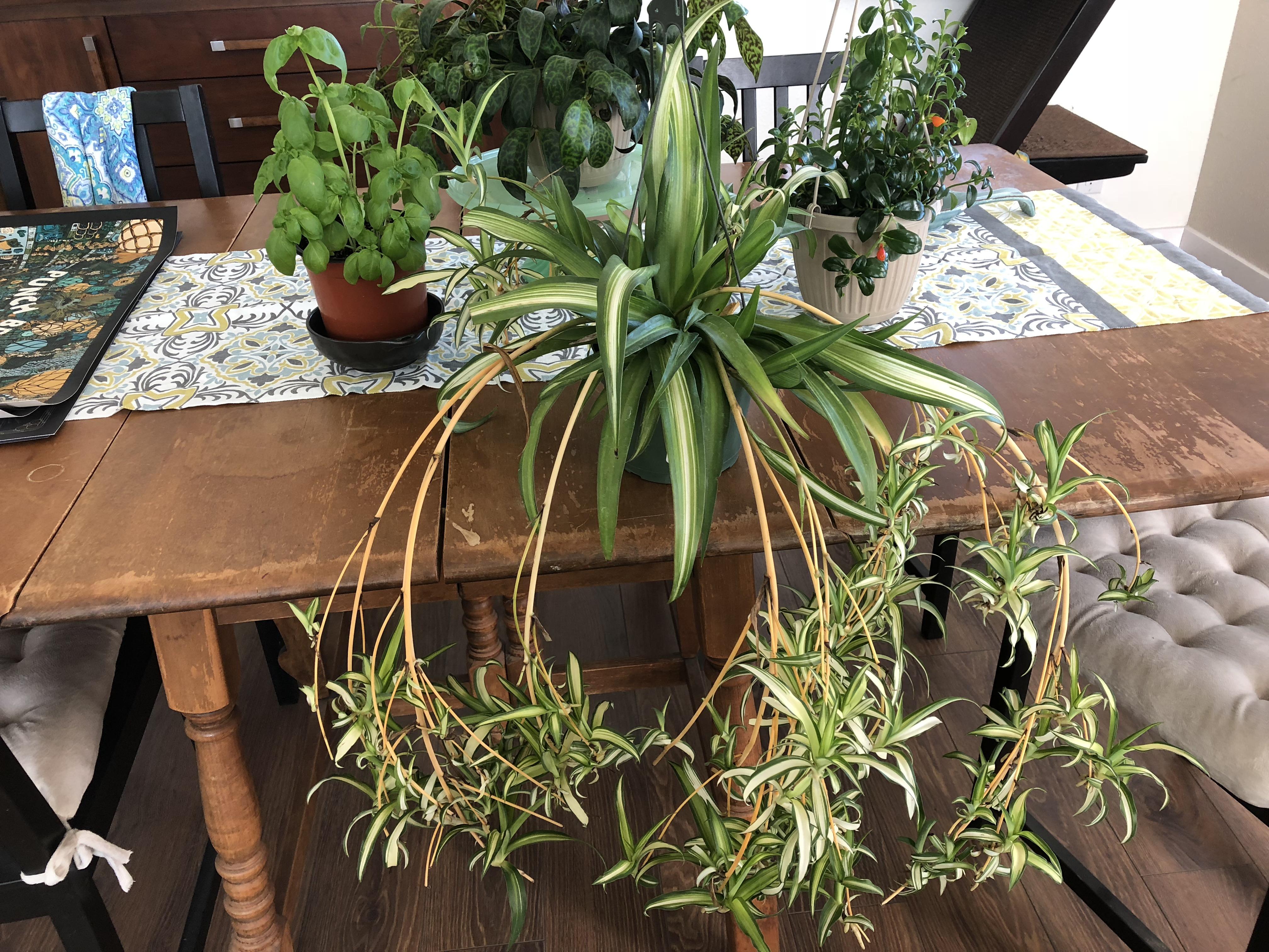 When I saw how many babies this spider plant had, I couldn