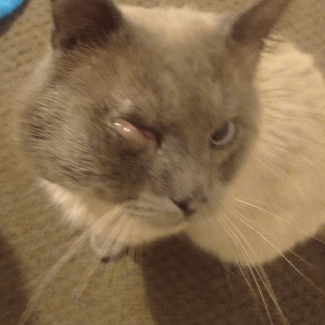 Is my cat ok? r/vet