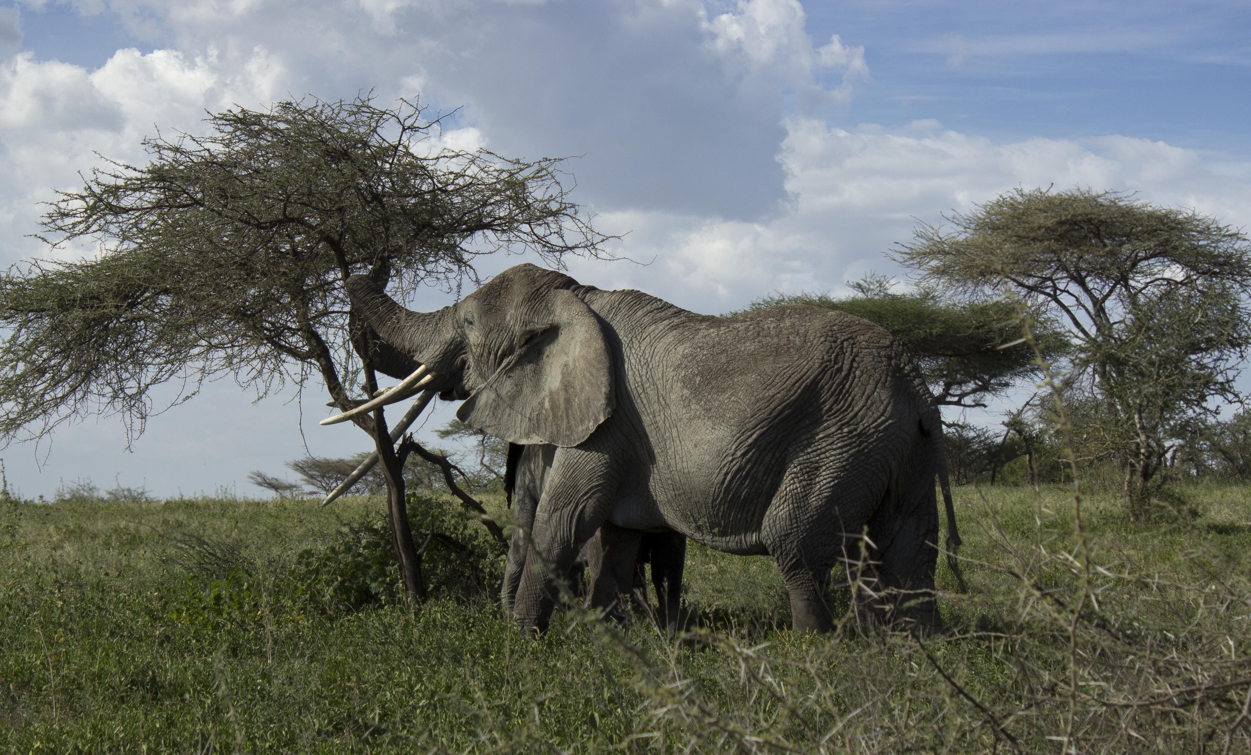 An elephant feasting on acacia r/wildlifephotography
