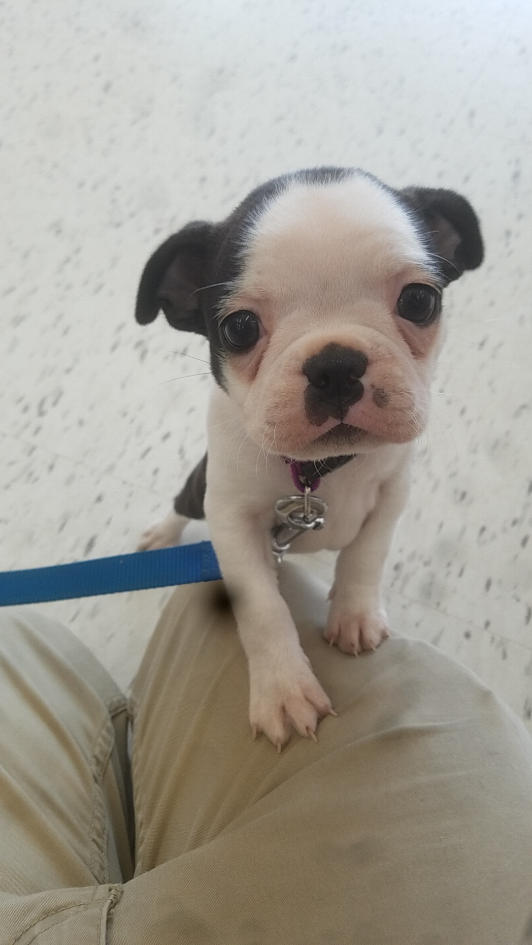 This is Izzy, the 8 week old Boston Terrier I had the pleasure of