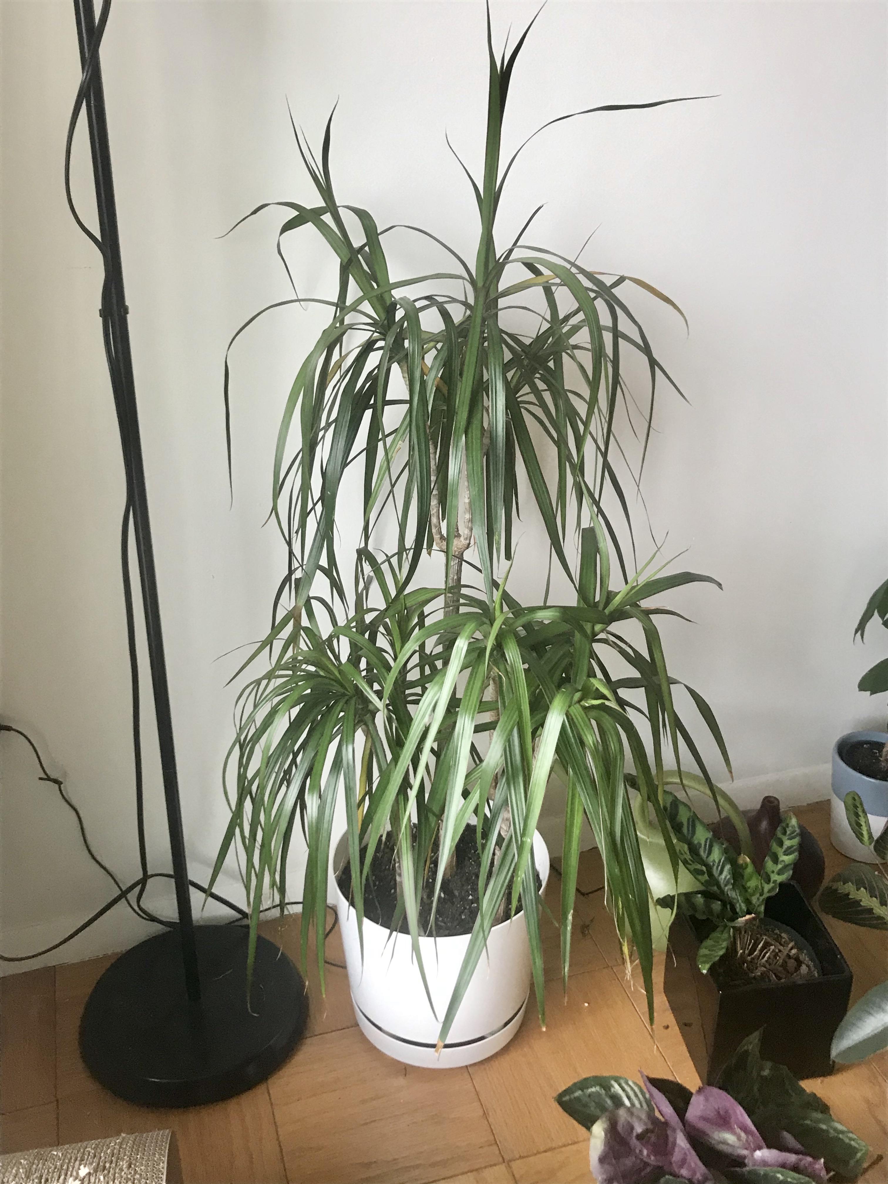 My Dracaena has been dropping yellow leaves for months and I’m running