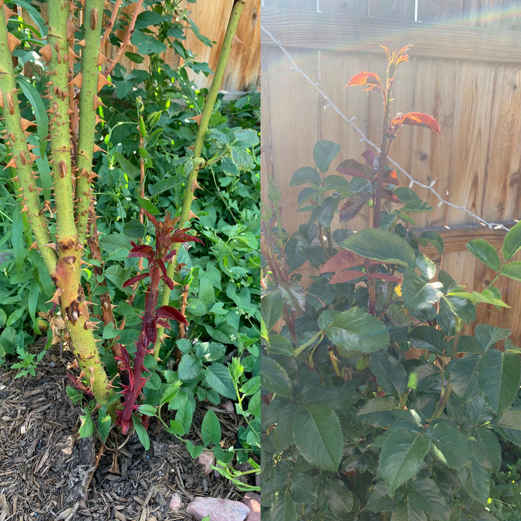 What’s wrong with my roses? I have two rose bushes out back. This one