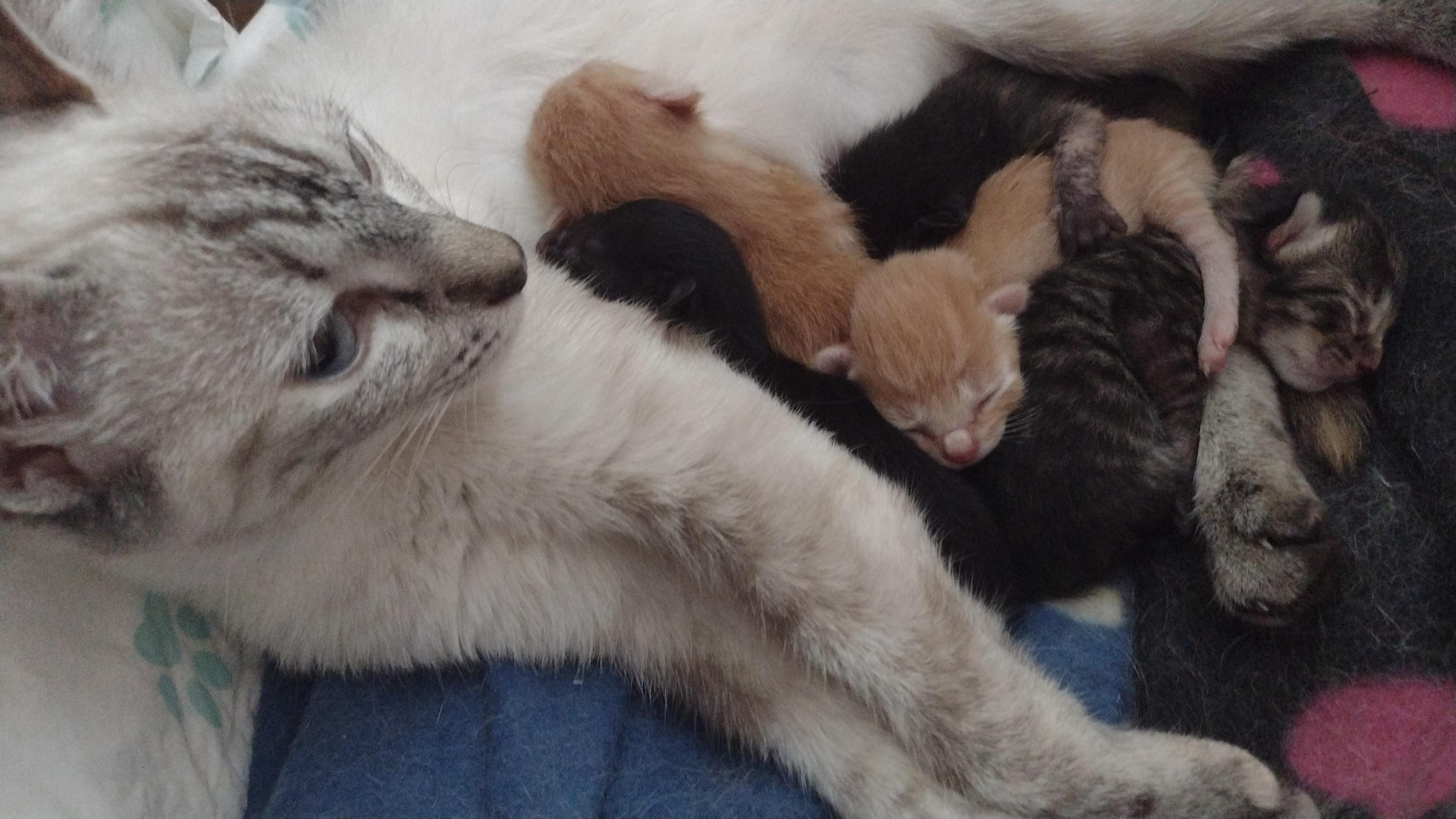 We adopted this cat and we didn't know she was pregnant, she had 5