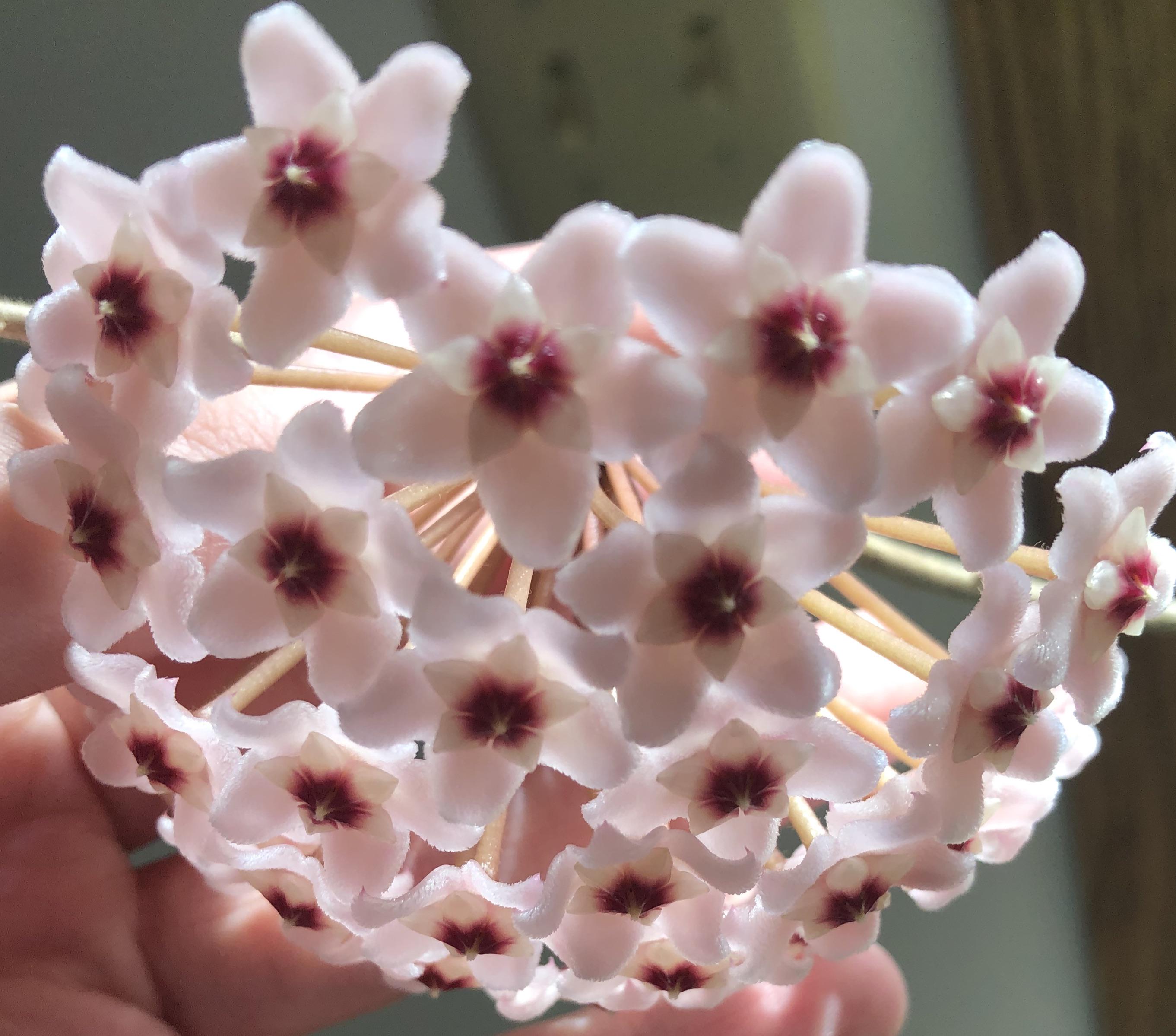 When to pick flowers for preservation? r/hoyas