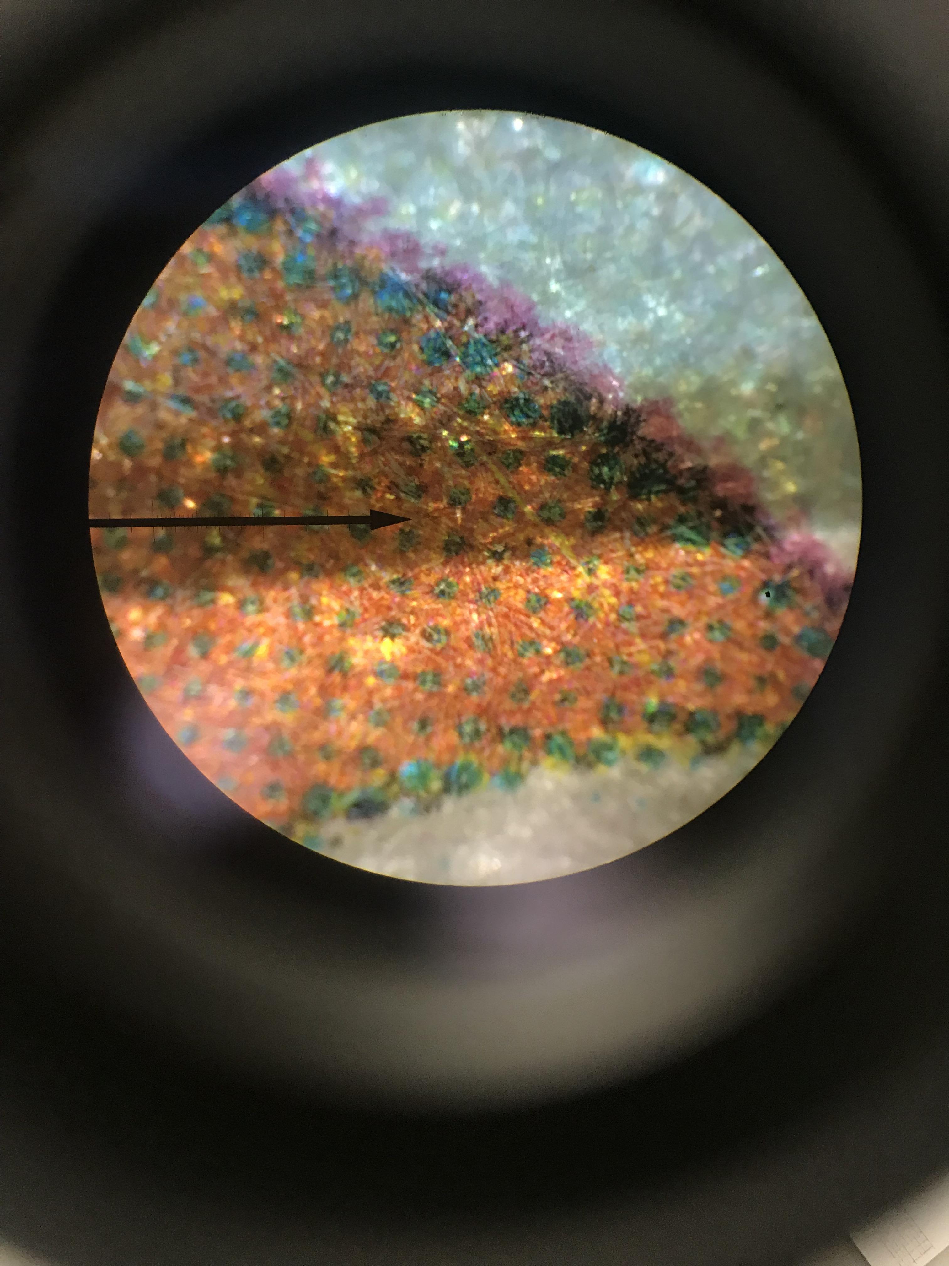 Looking at part of my newspaper under a microscope r/Damnthatsinteresting