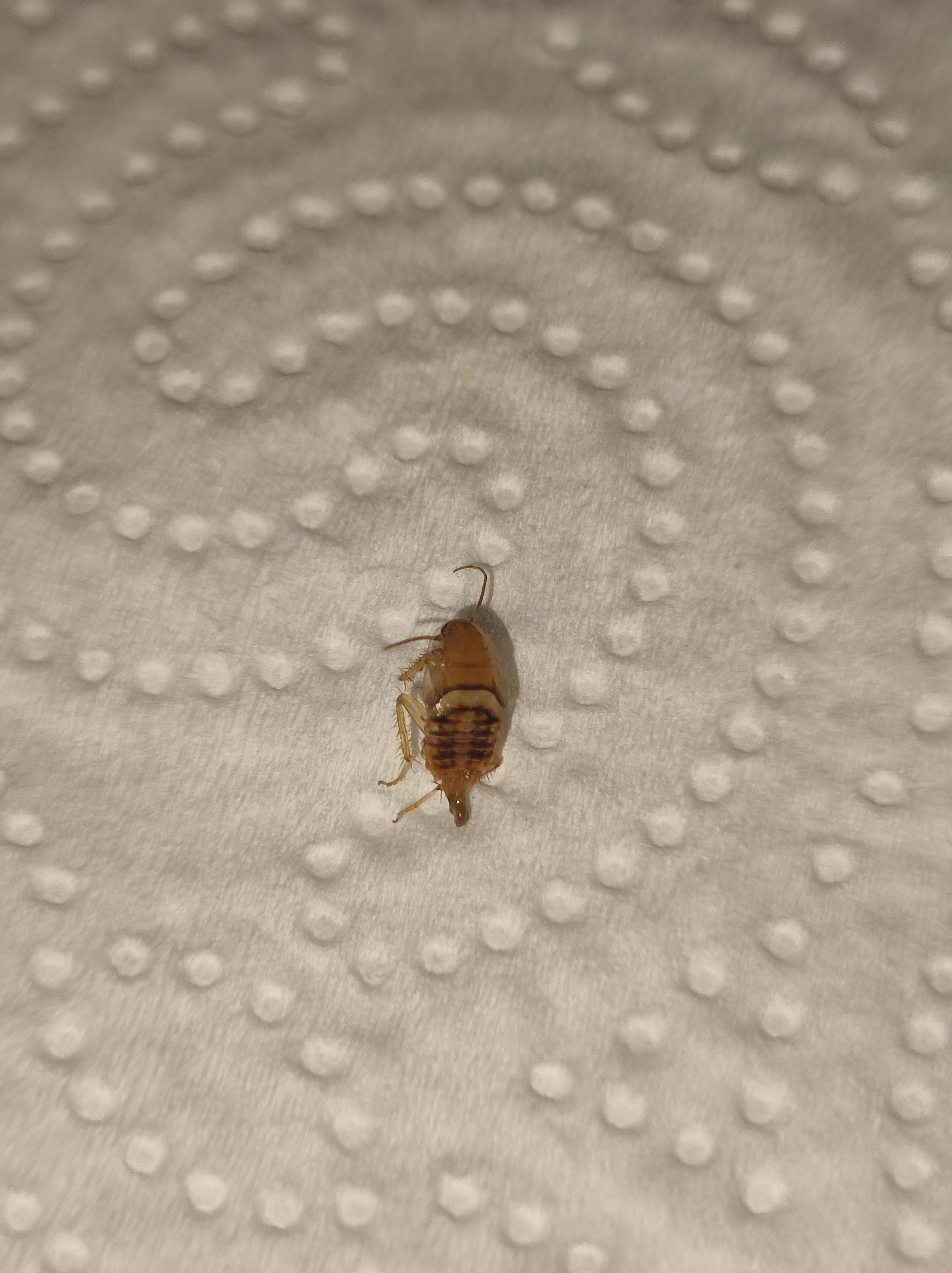 Saw this thing crawling on my wall. Could this be a baby cockroach? I