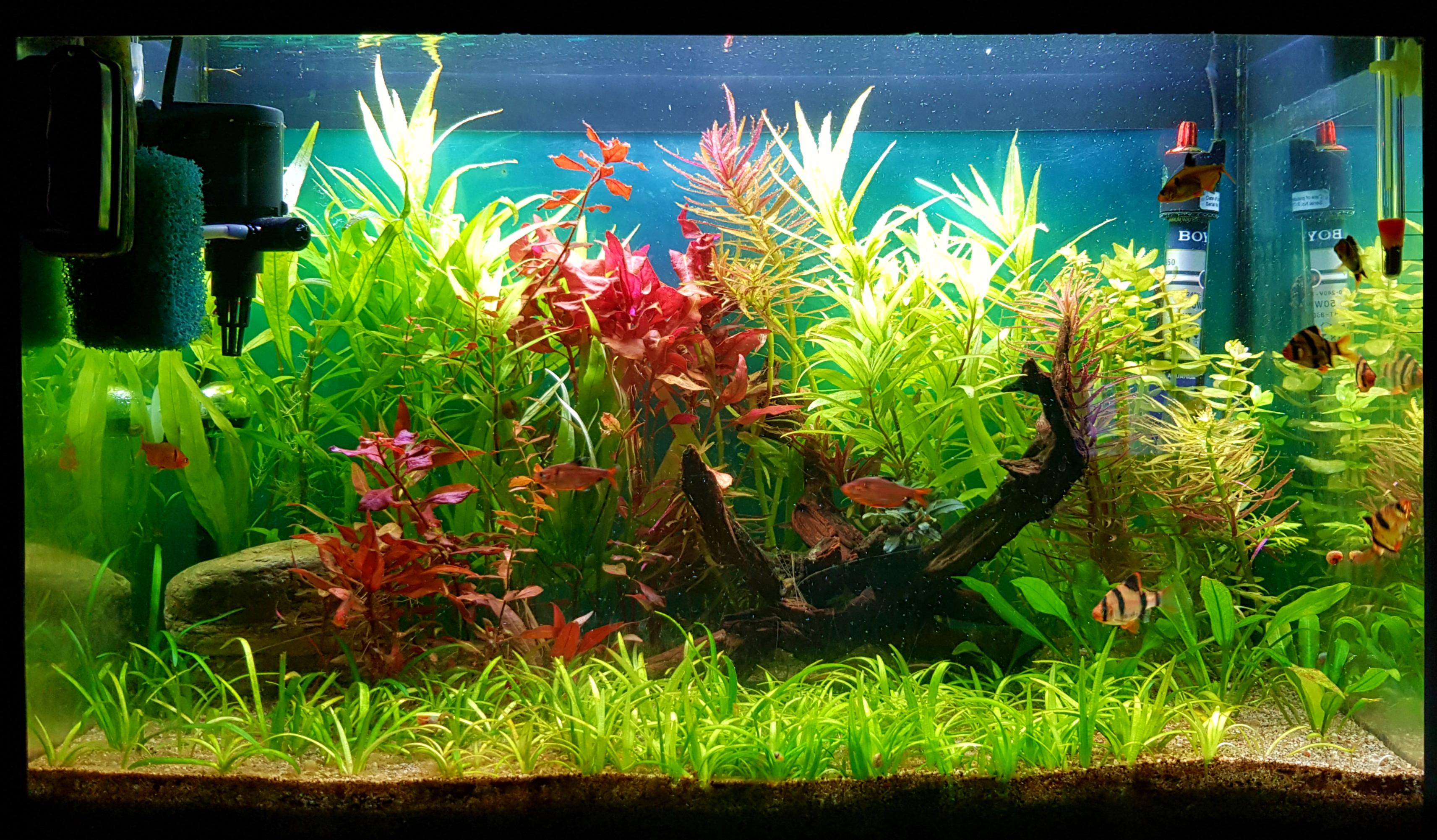 My 60l with serpae tetra and tiger barbs r/PlantedTank