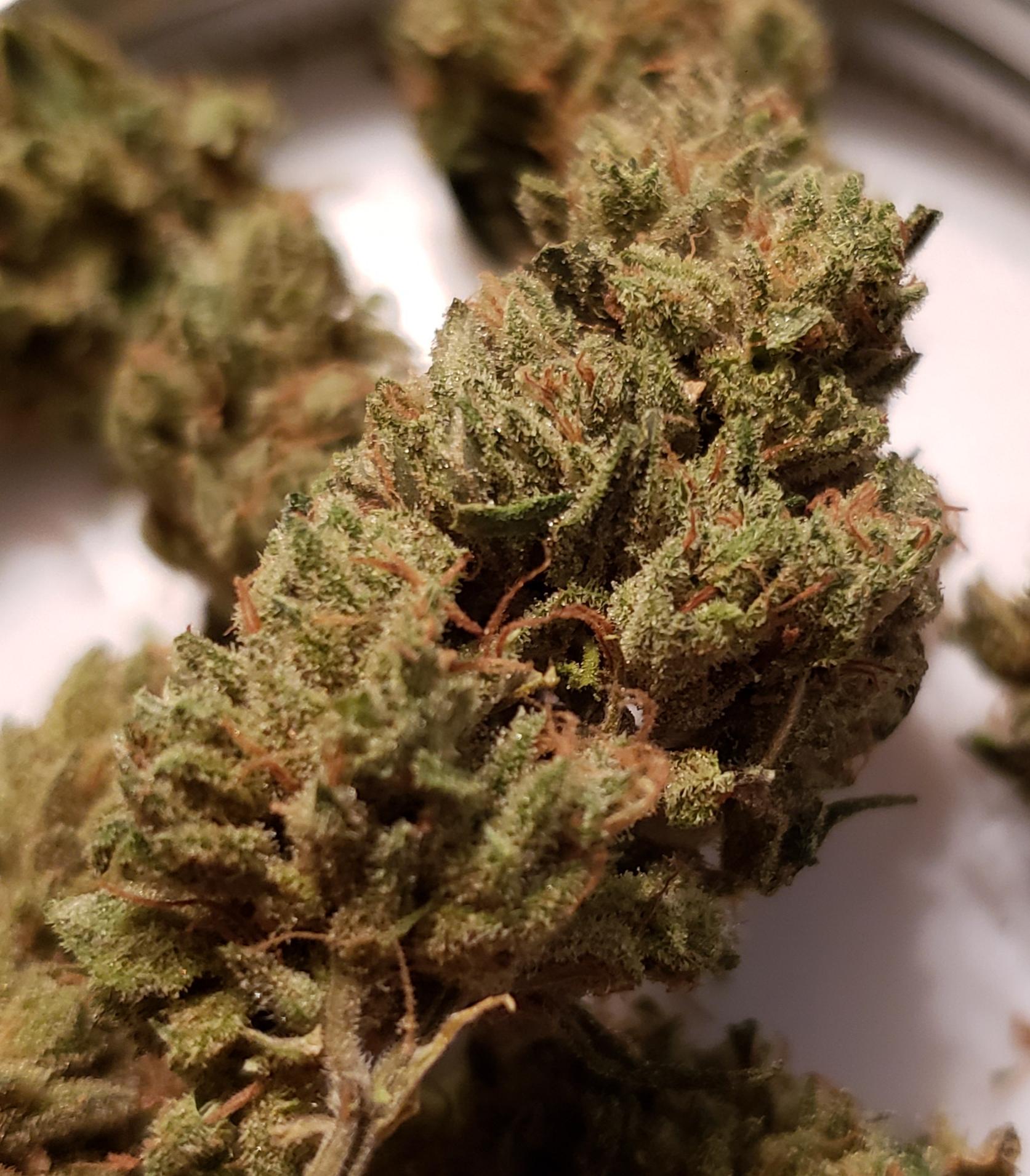 One of the 5 cherry strains we are currently growing!!! r/hempflowers