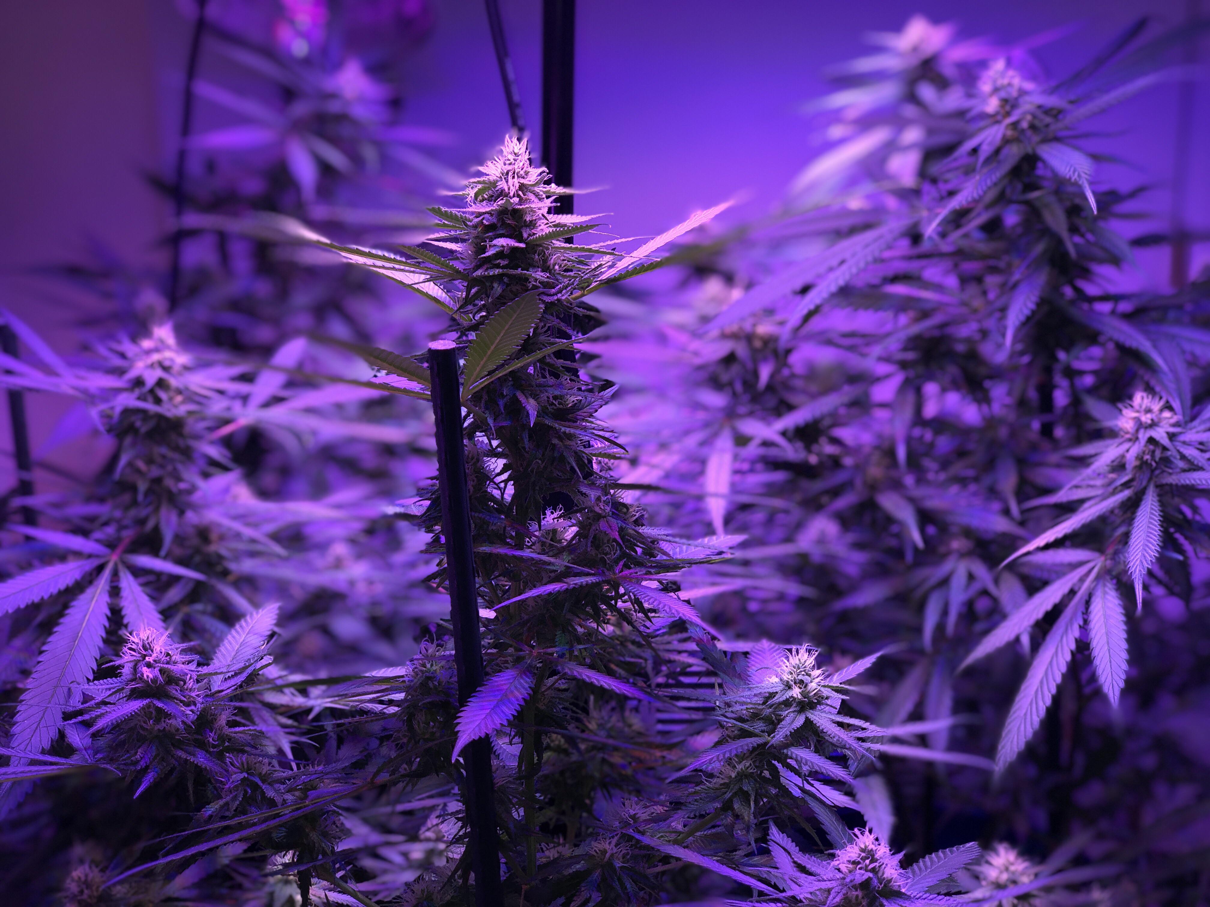 Blue dream, F23 r/microgrowery