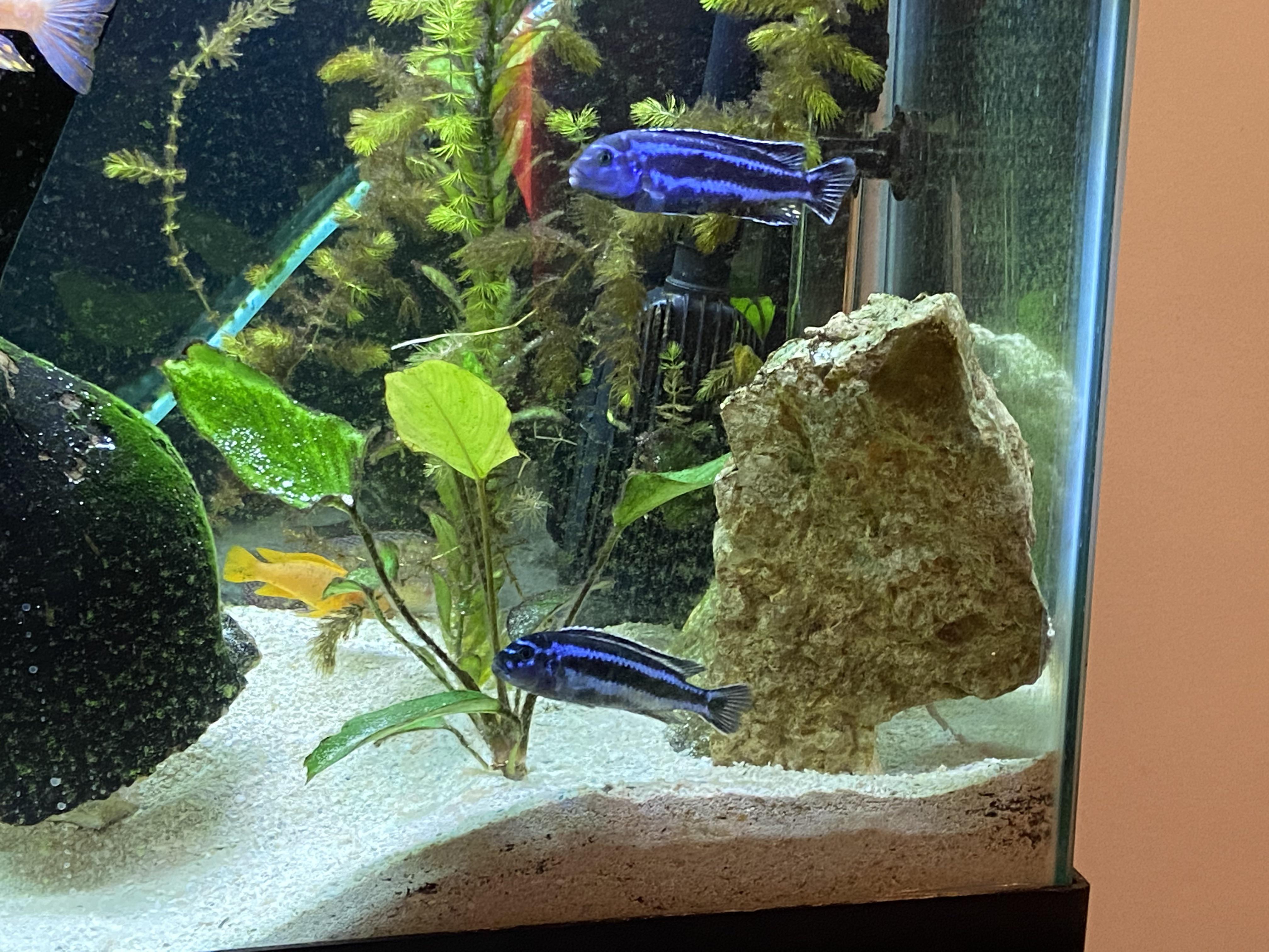 Scored these 2 guys for free at a pet store near me. A lady brought