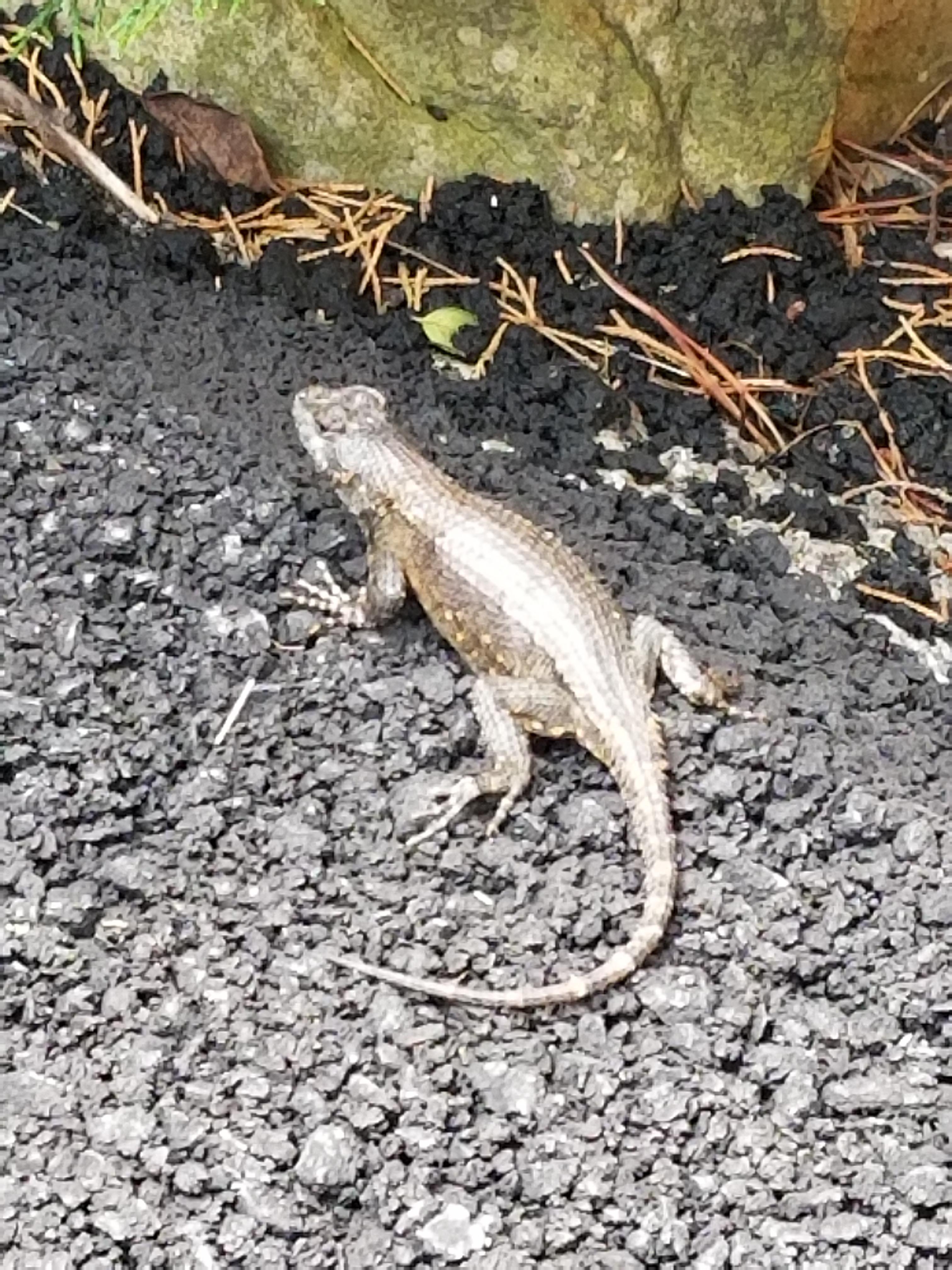 What kind of lizard is this? Smokie Mountains Tennessee. It has bronze