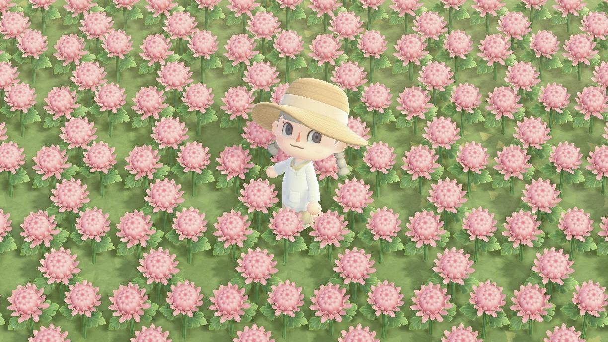 a meadow of pink mums r/AnimalCrossing