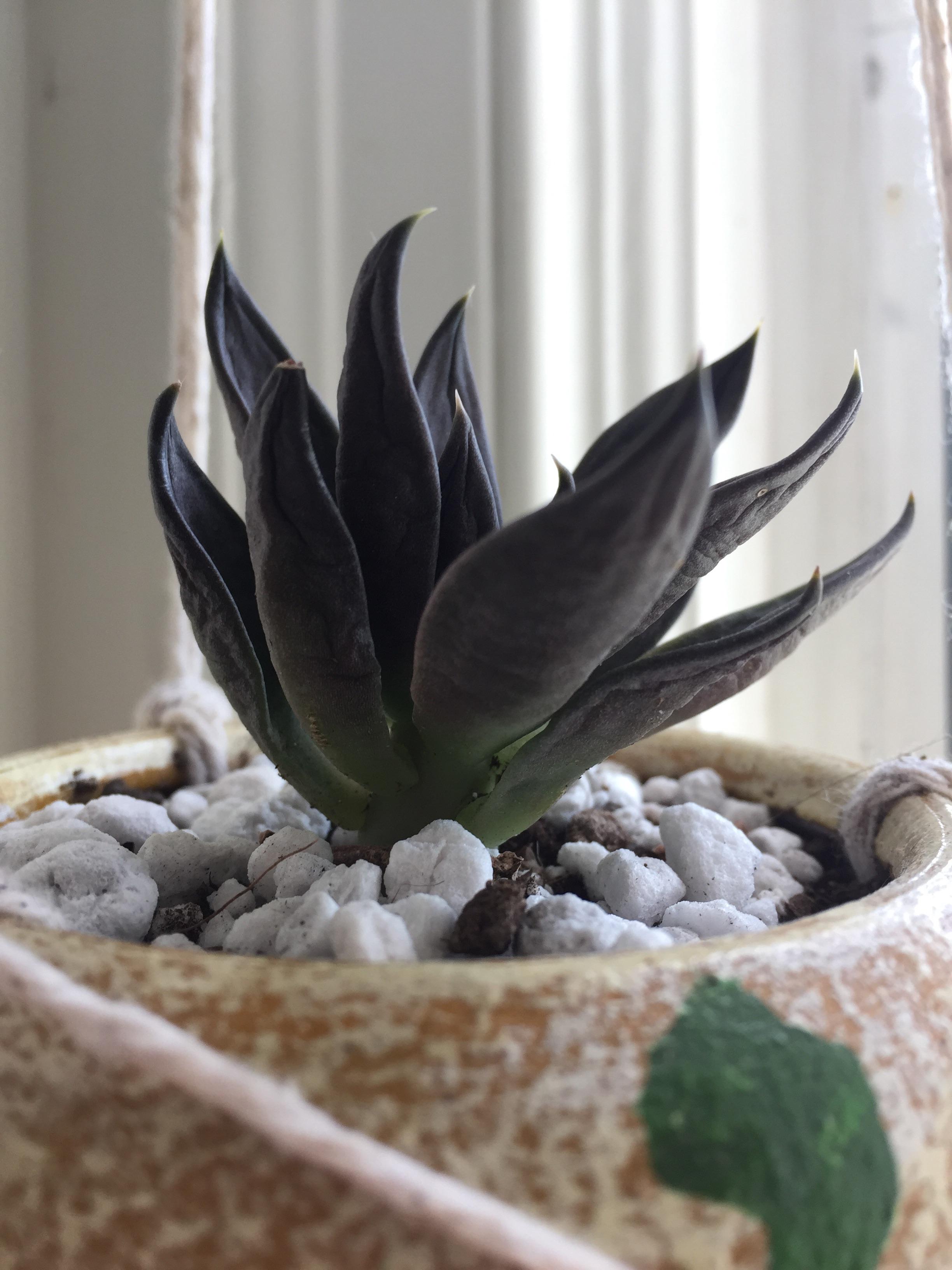 Under or overwatered echeveria? r/plantclinic