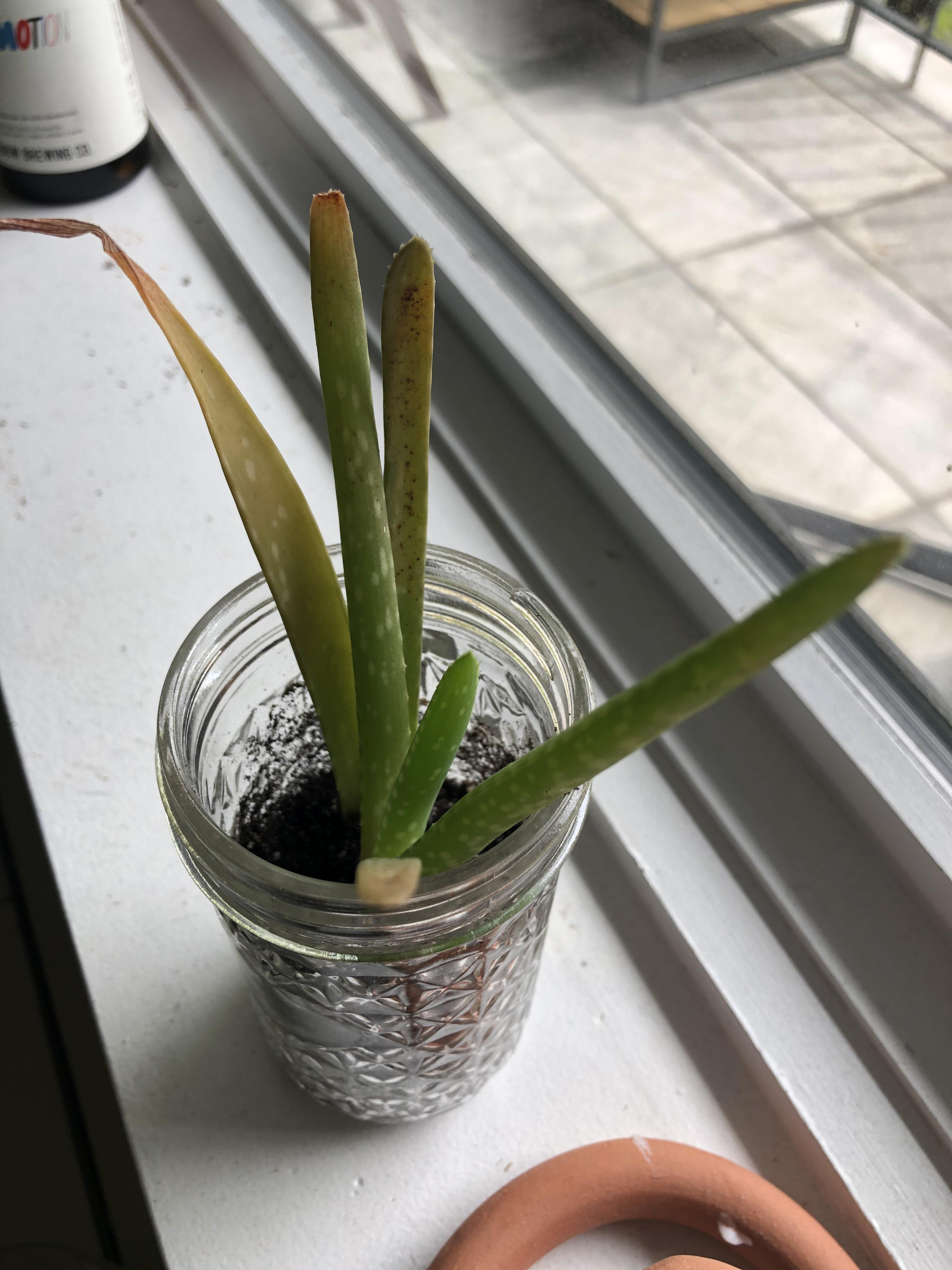 Aloe getting too much light? Brown tips r/plantclinic