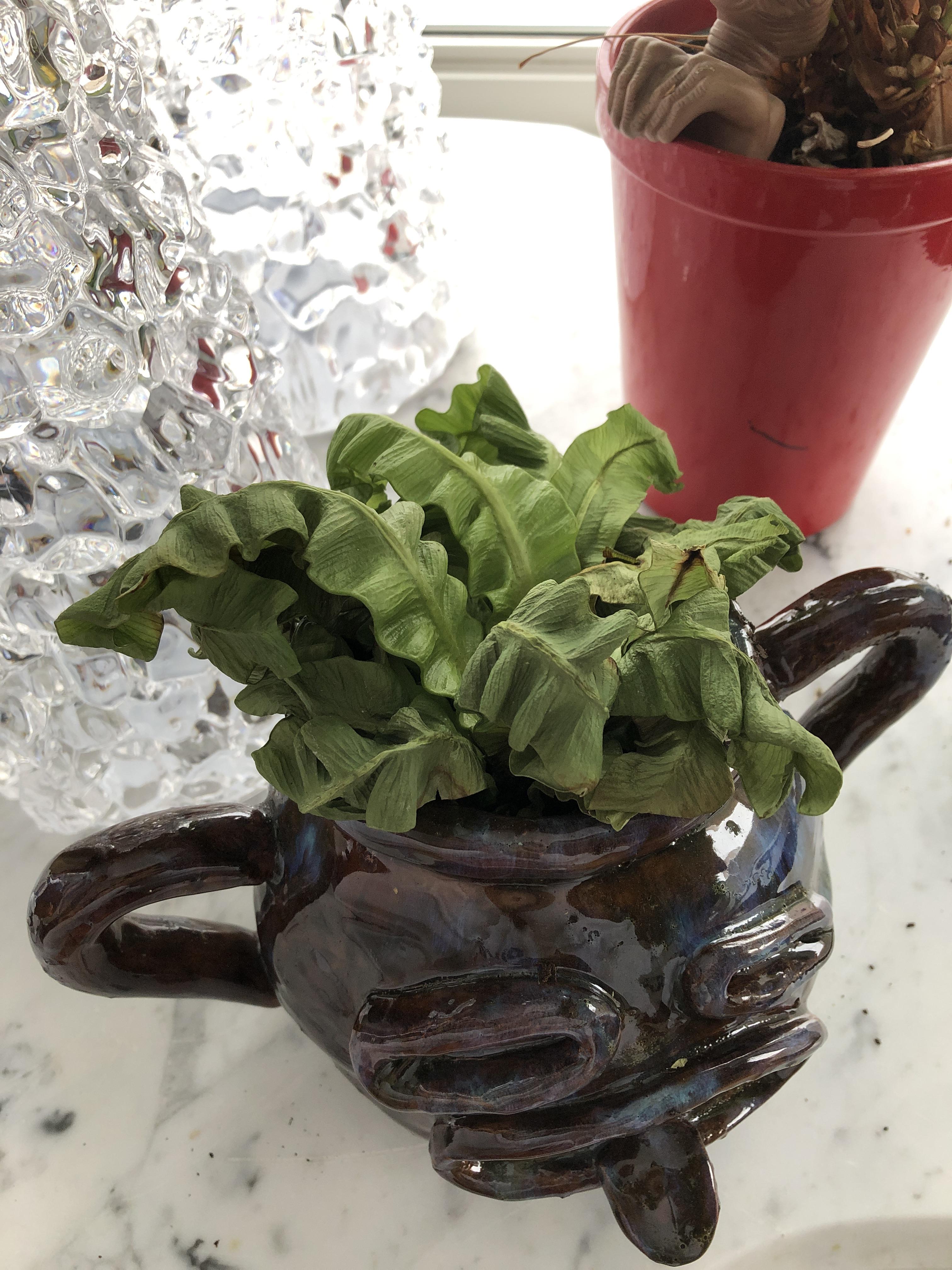 My crispy wave fern is shriveled and droopy. watered once a week and