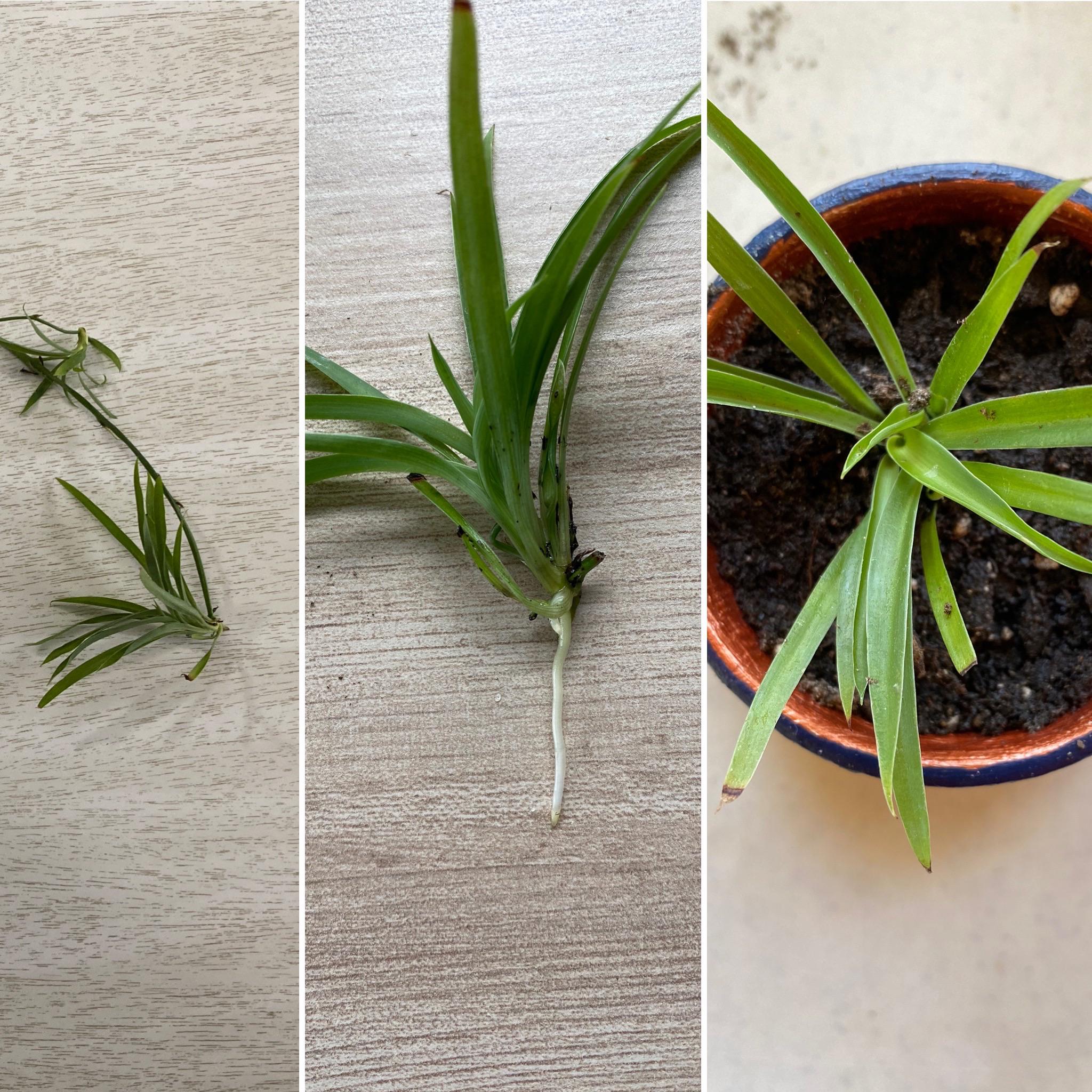 [UPDATE] My spider plant pup from Home Depot has graduated to its own