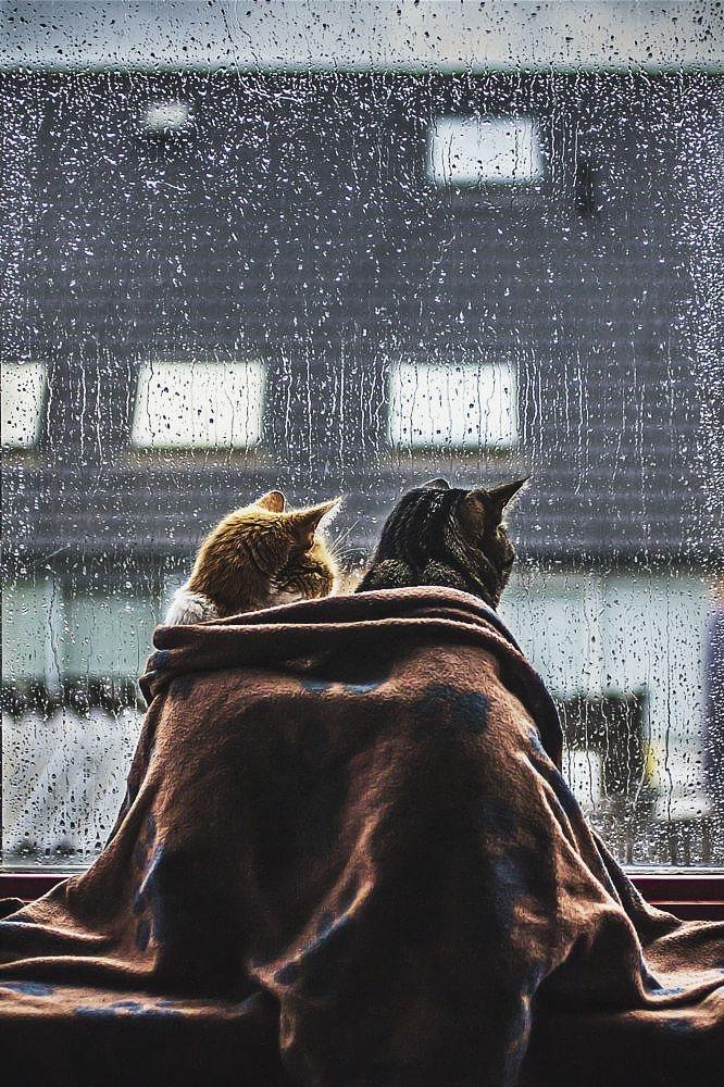 Two cats watching the rain underneath a blanket (Photo by Felicity