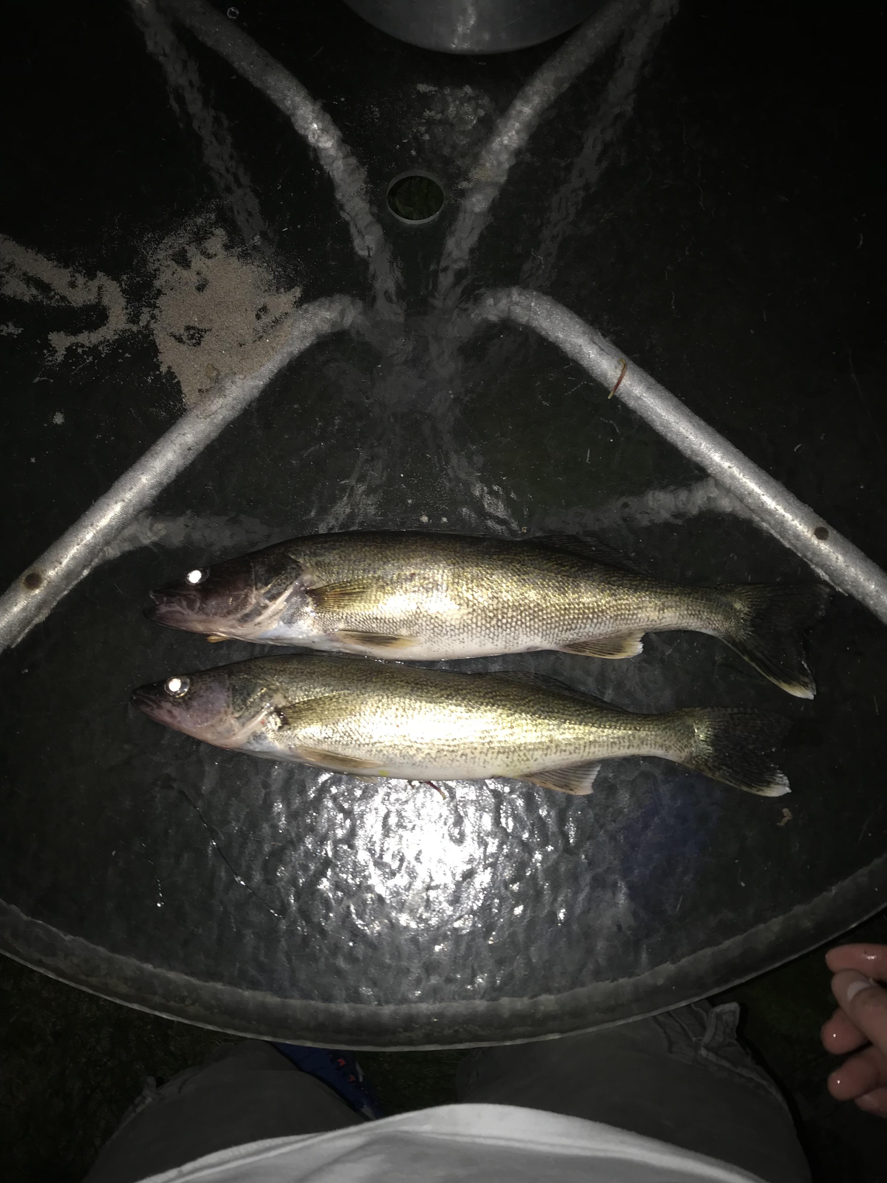 Some Lake Huron walleye from a pier at night r/Fishing