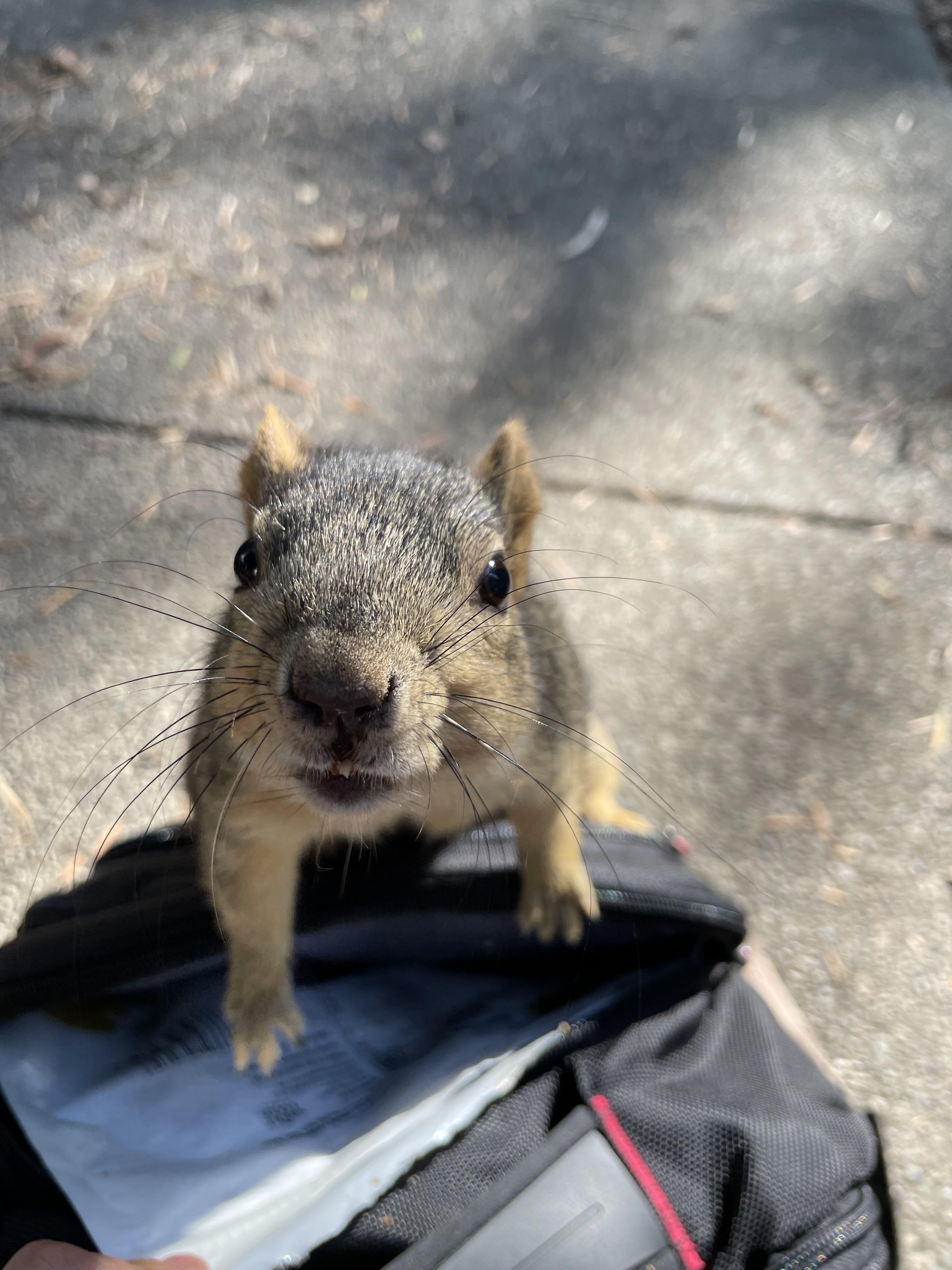 Whatchu have in that backpack hmm? r/squirrels