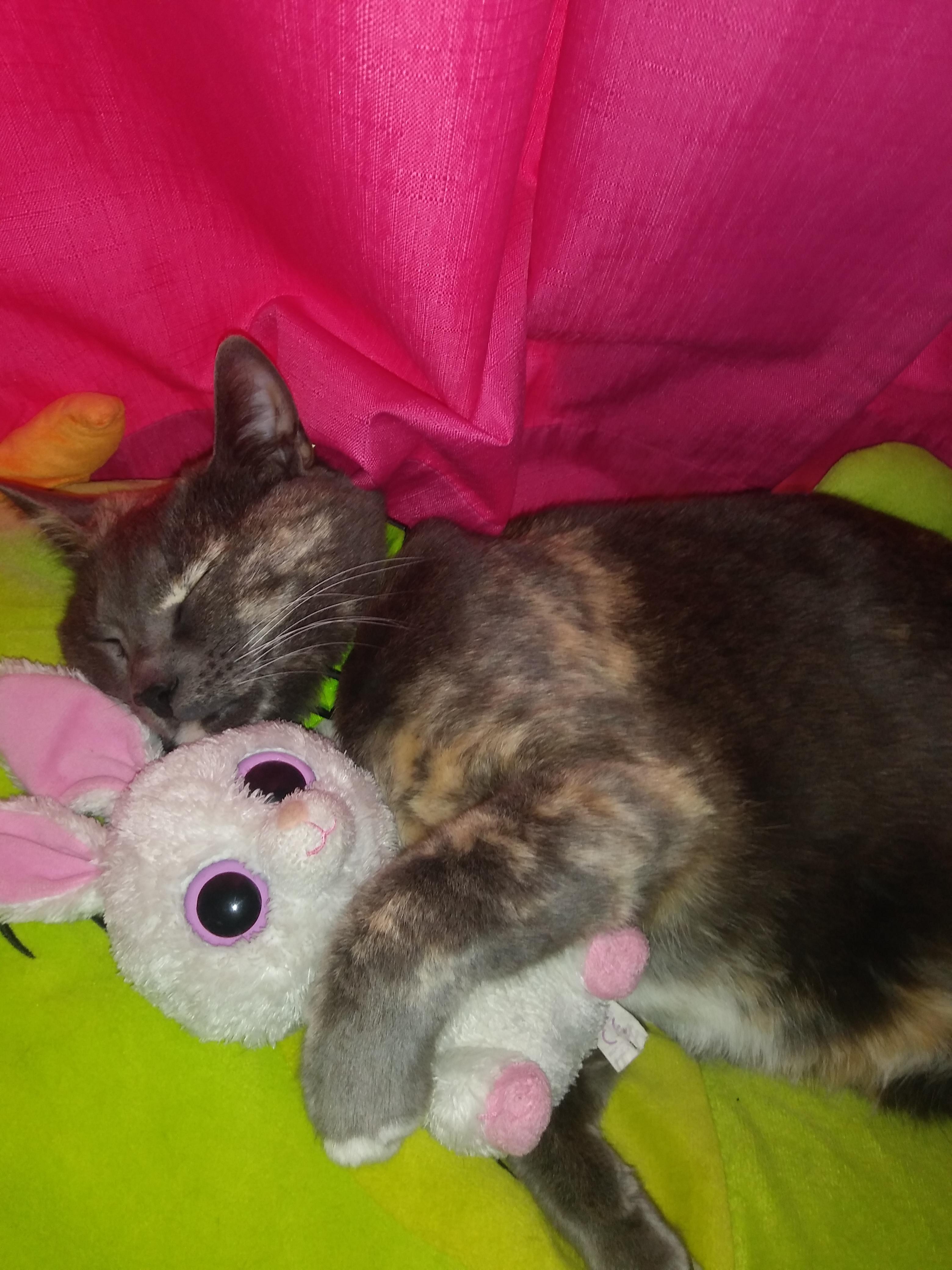 My cat loves to cuddle stuffed animals and its the best thing ever. r/aww