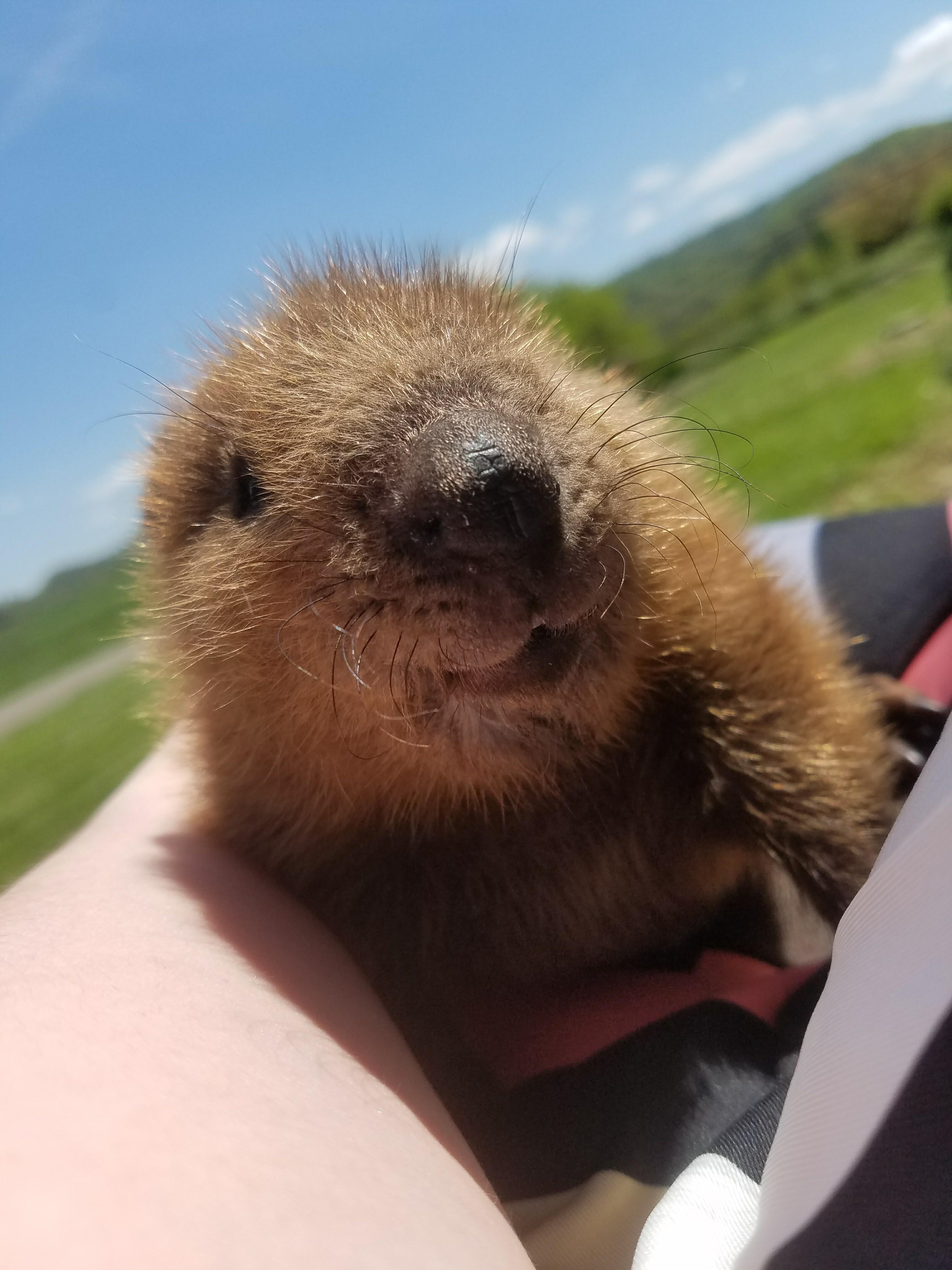 Displaced baby beaver happy to be rescued and rehabilitated! r/aww