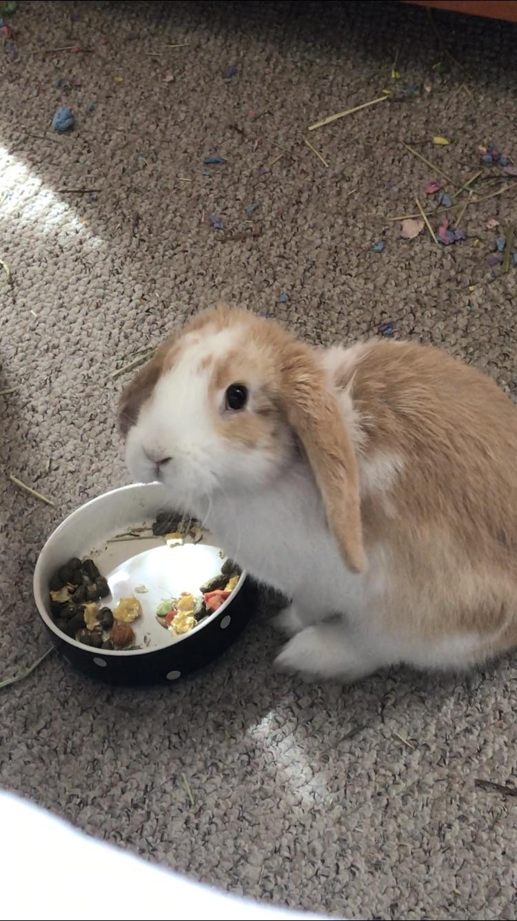 Mum, stop watching me while I eat. It’s weird. Rabbits