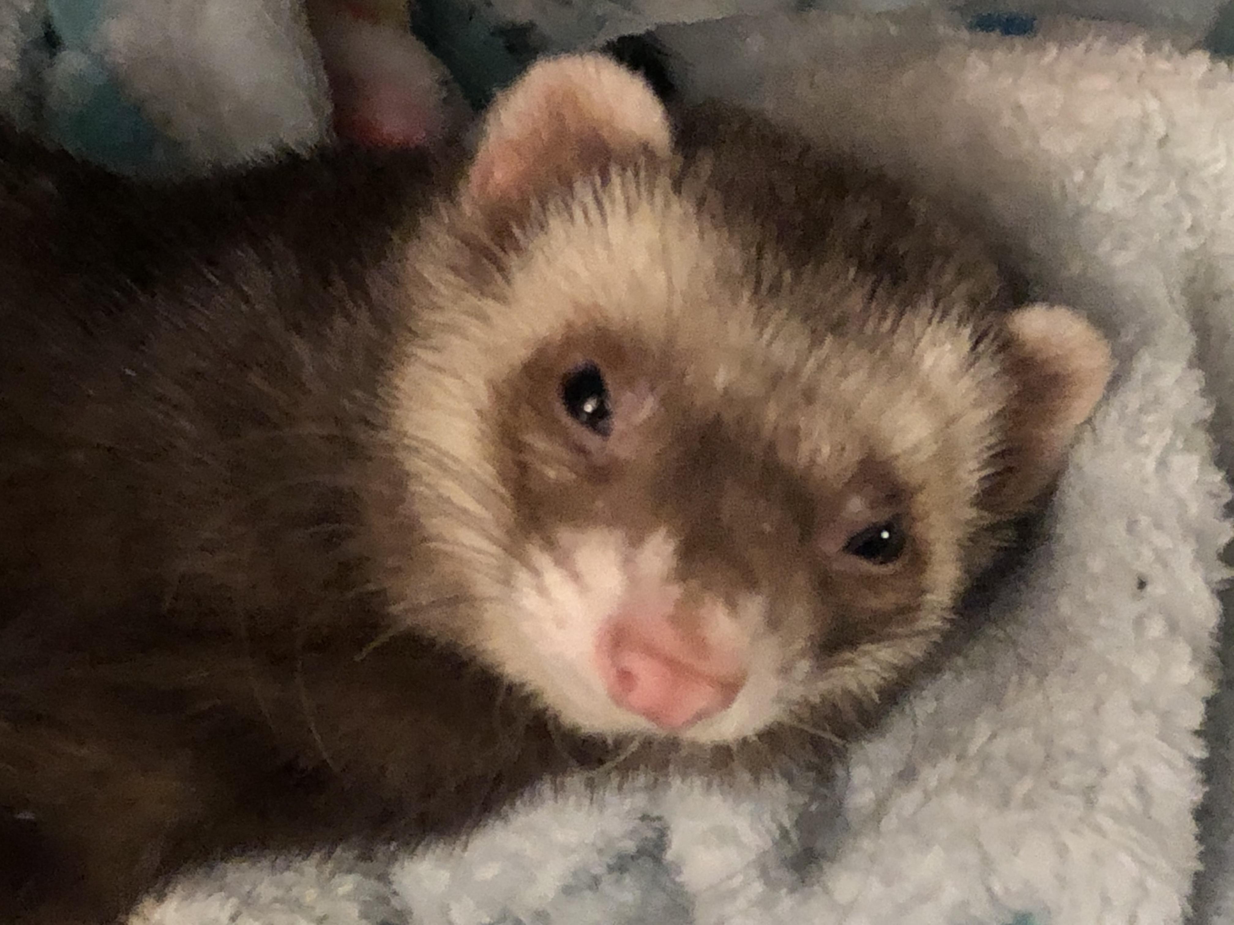 Ricky Ferret is a sleepy curious teddy bear. r/ferret