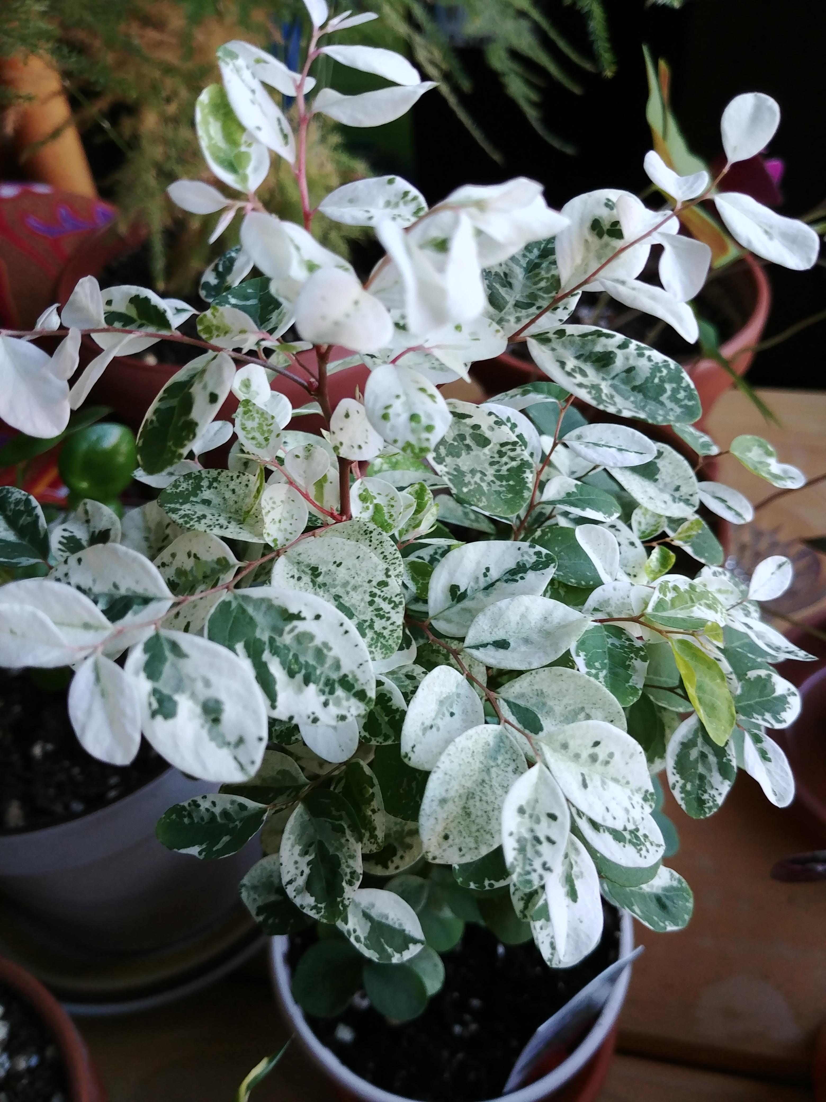Loving my new Hawaiian Snow Bush houseplants