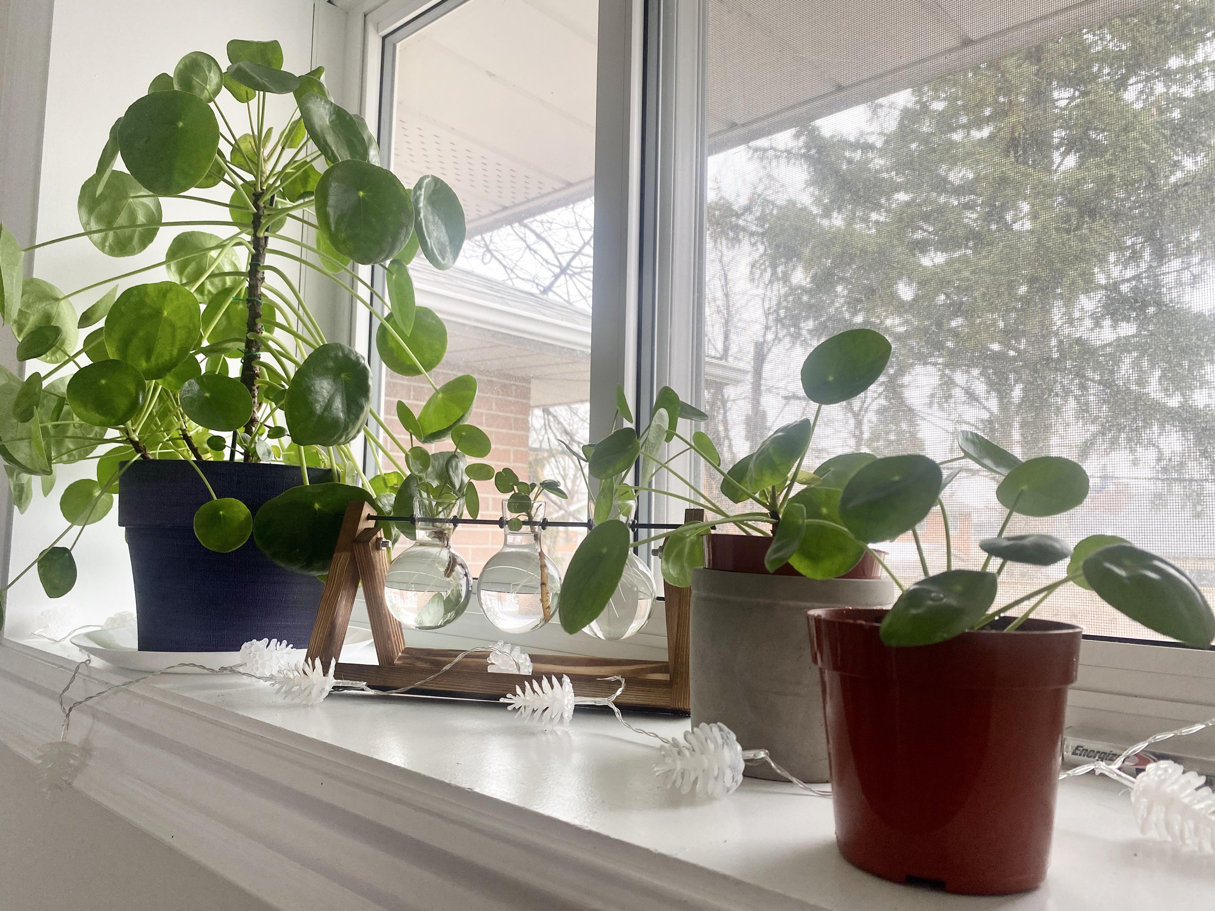 Pilea Plant Squad! Does anyone have any on how I can