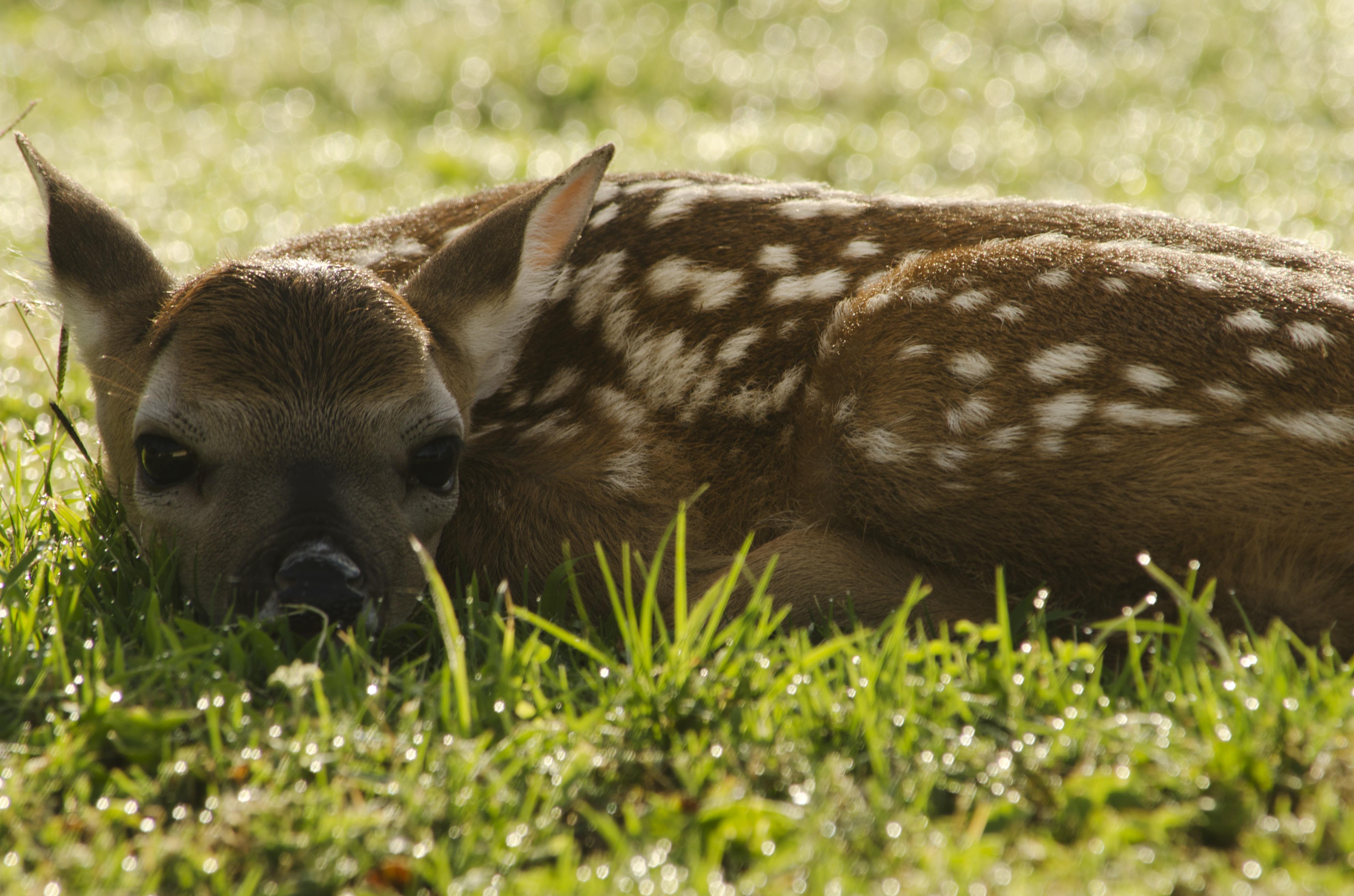 Cute baby deer in my yard r/aww