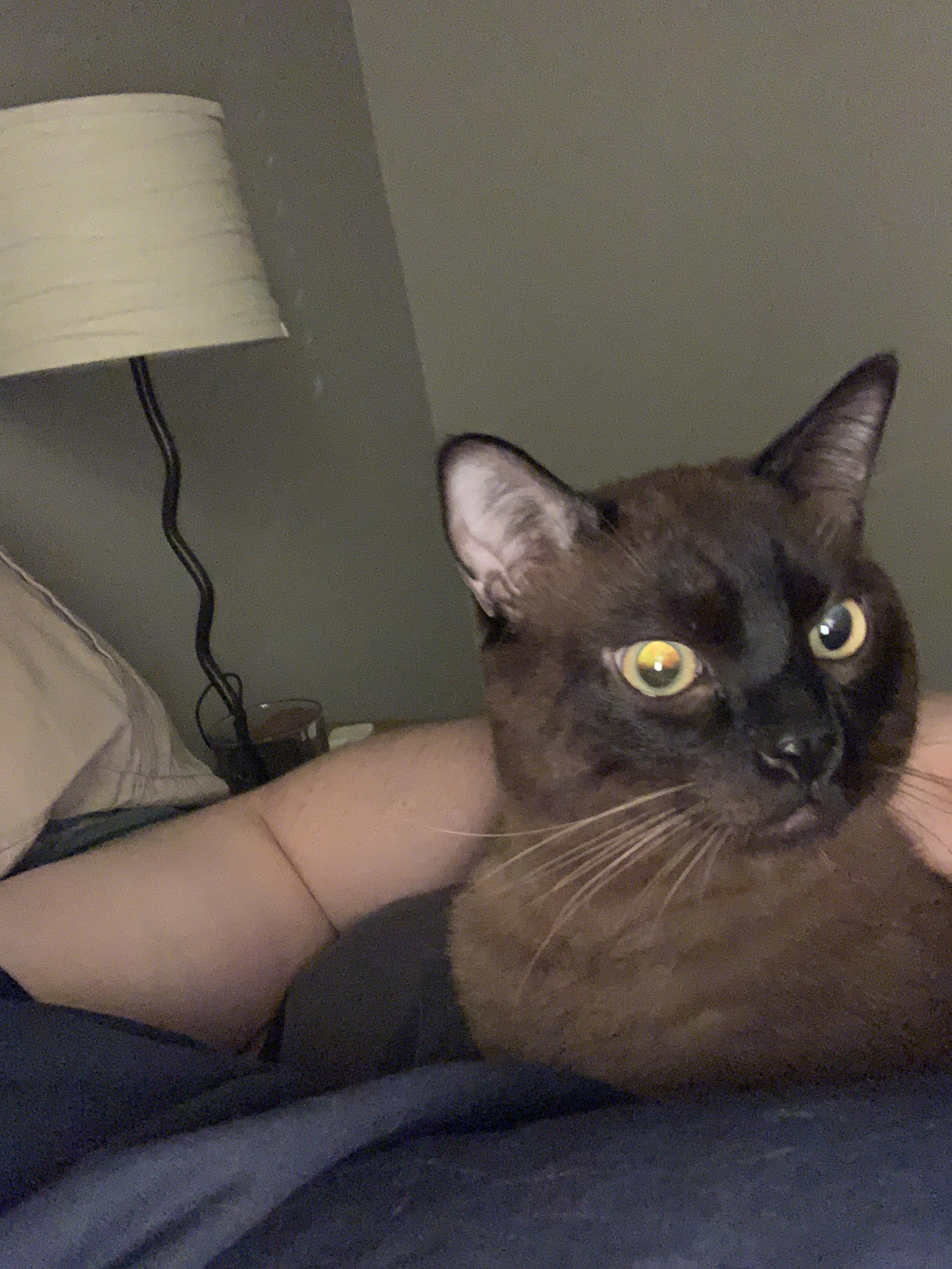 So this guy just broke into my house without a collar. What do I do