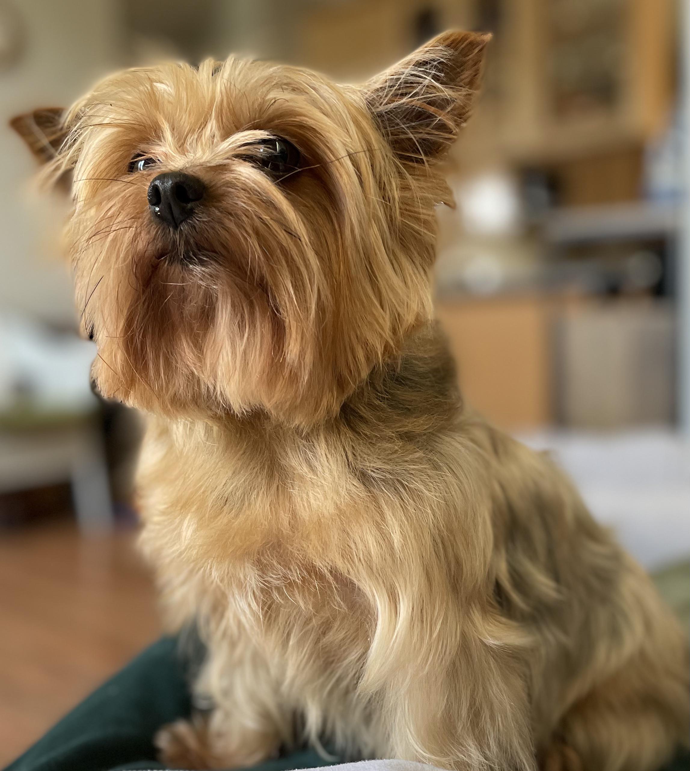 Yorkie fetch and apex Twitch yorkie