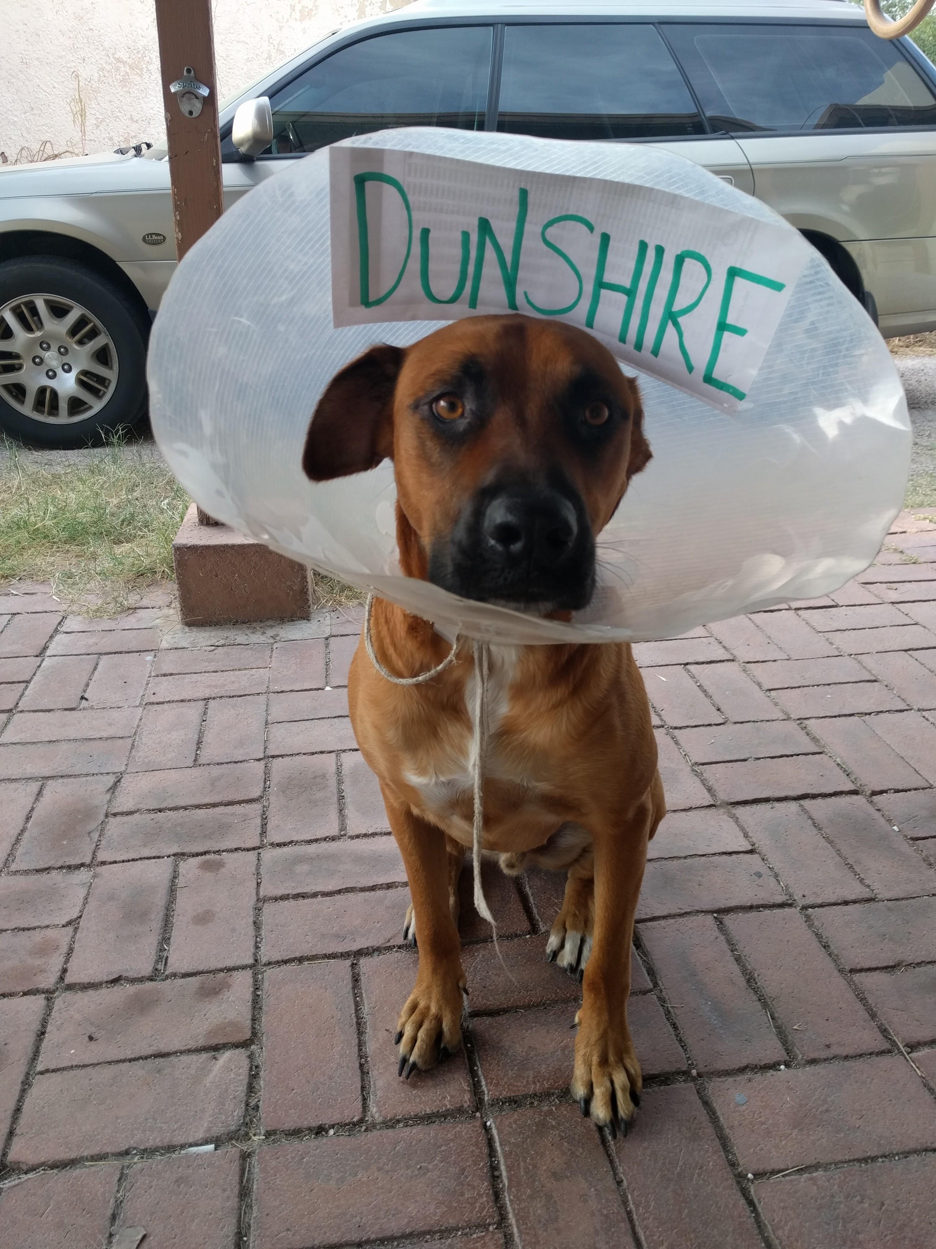 My dog's Halloween costume The cone of Dunshire r/funny