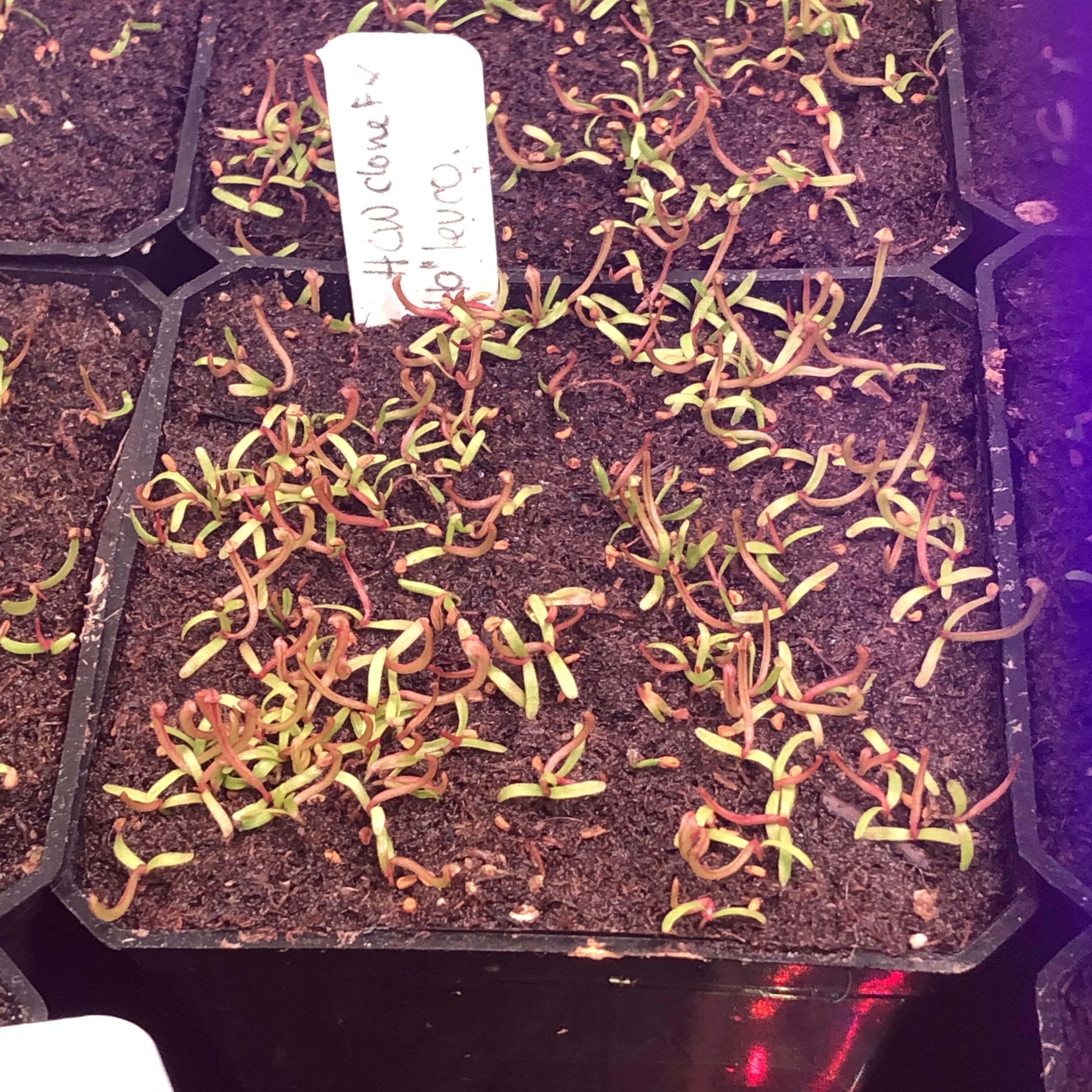 Good germination rates on all my Sarracenia crosses. r/SavageGarden