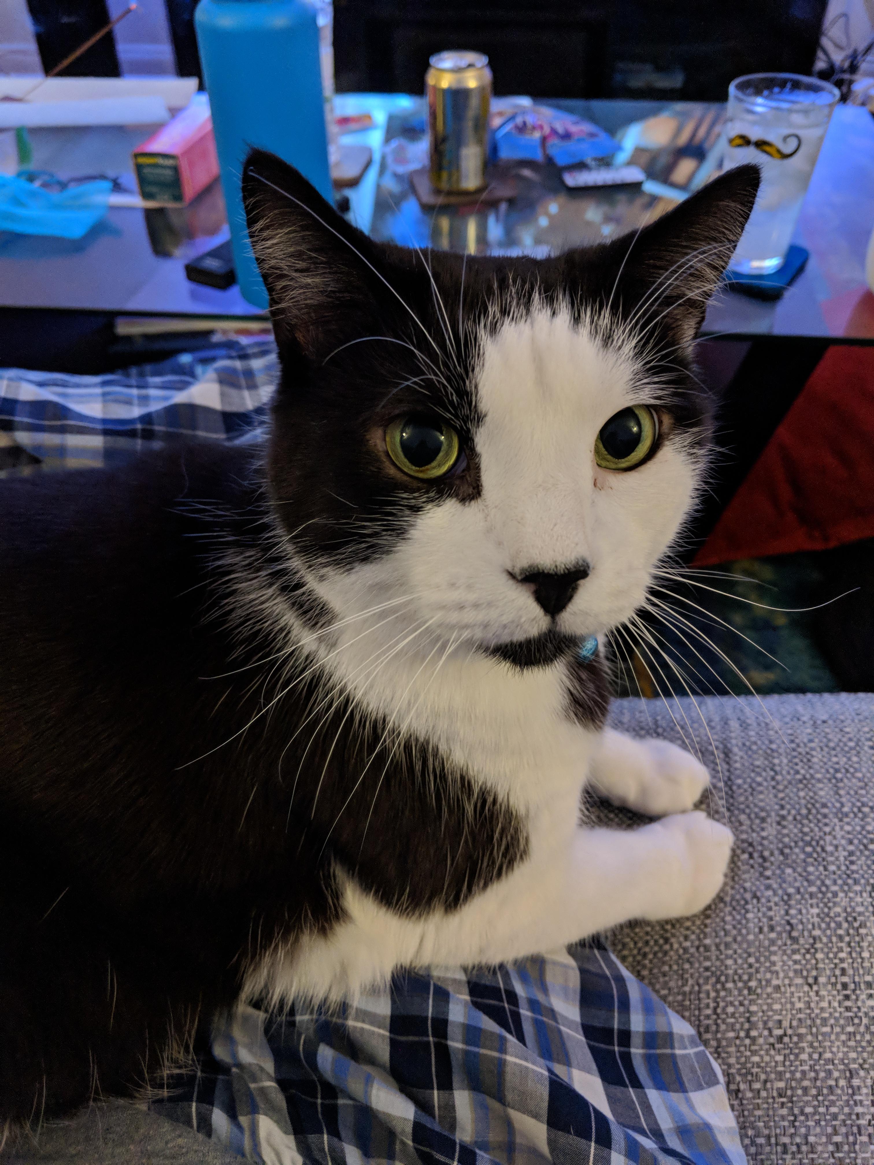 Brian the cat r/DisneyEyes