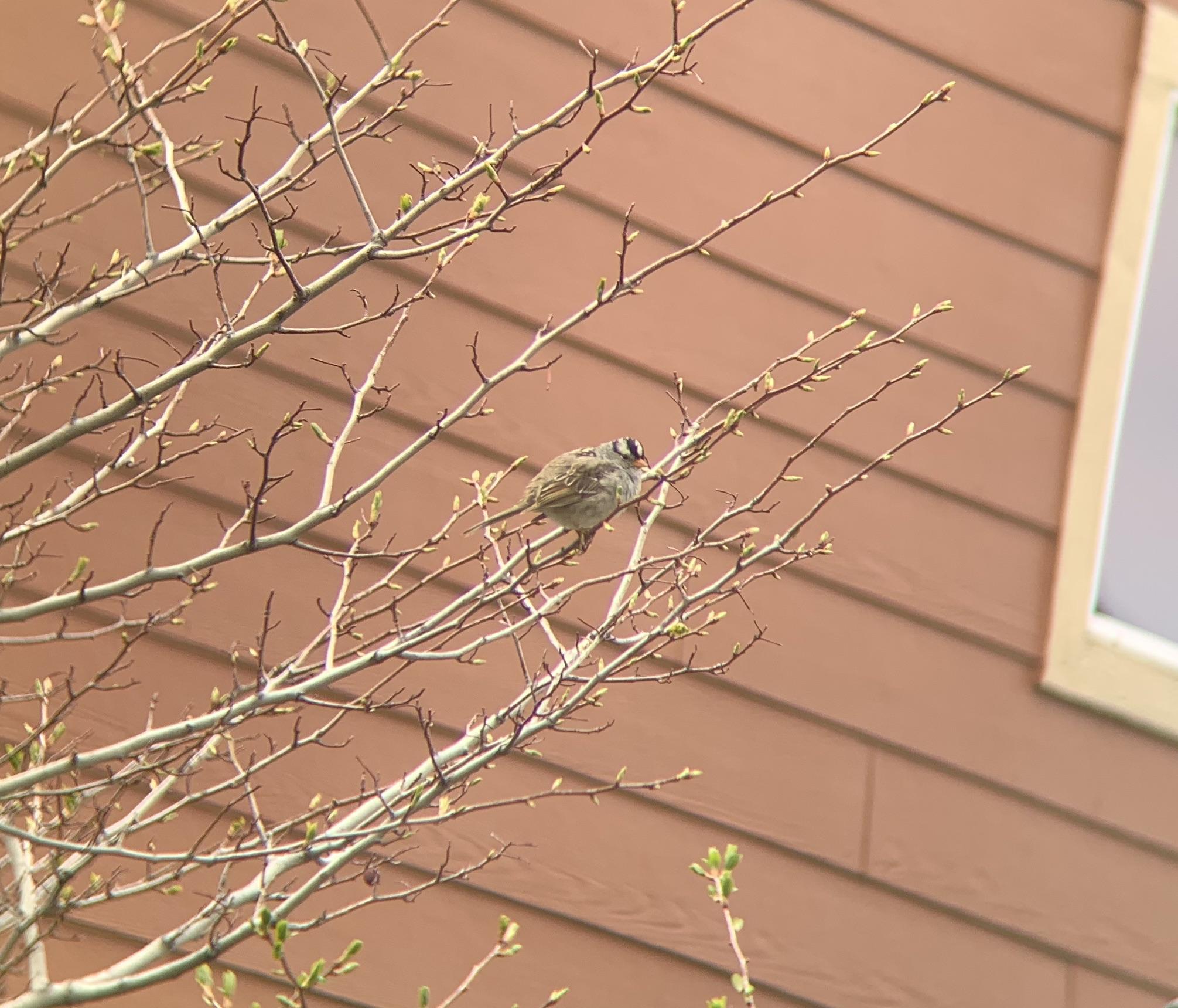 A new bird in my yard I can’t seem to find in the book, Colorado. r