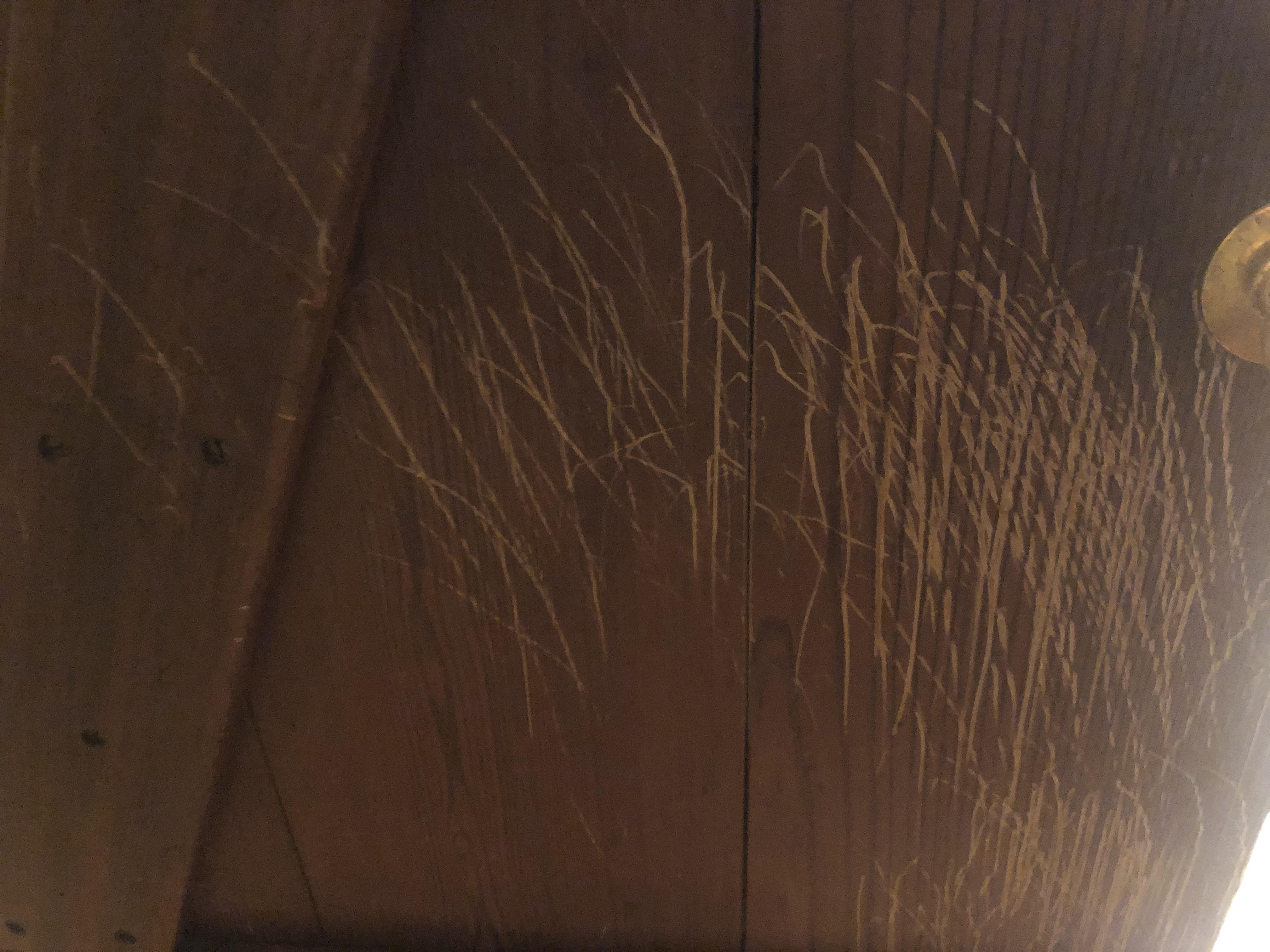 My dog scratched a door at my new rental house. Would love some tips on