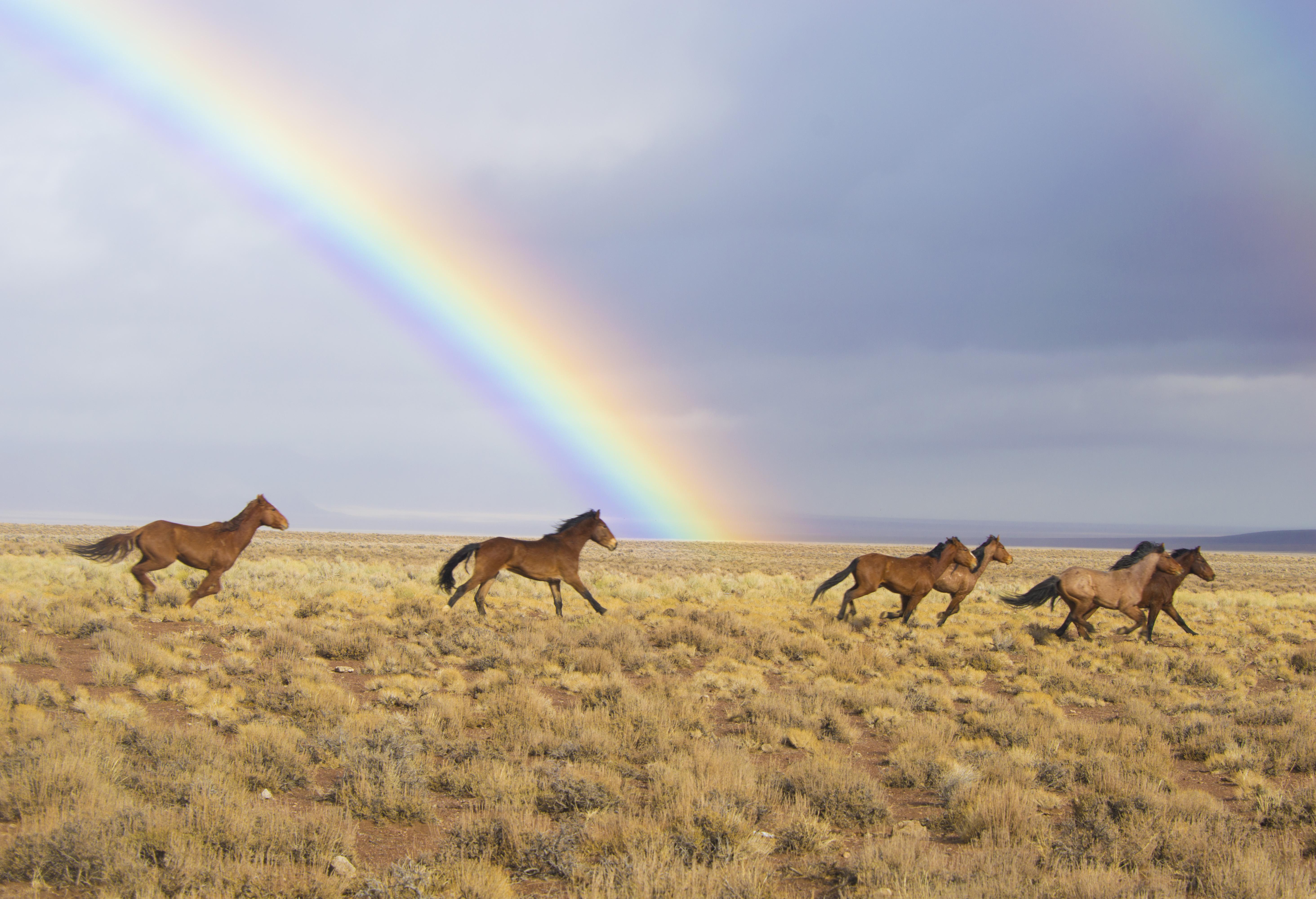 Rainbows and wild horses in Nevada, USA, in 2017. Photo credit Kyle