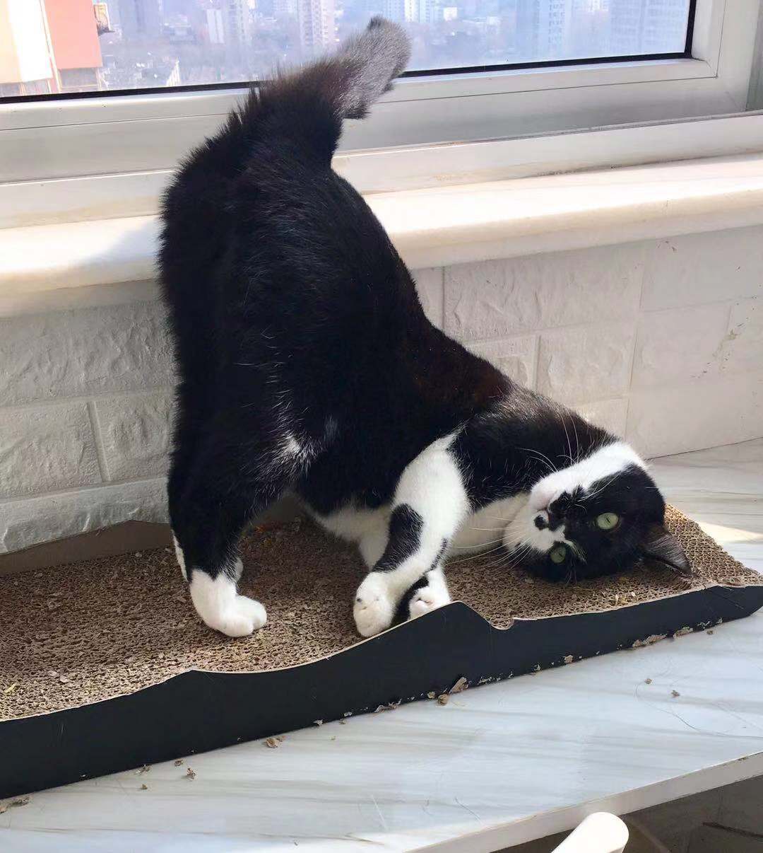 Asked the cat sitter how he was doing... r/cats