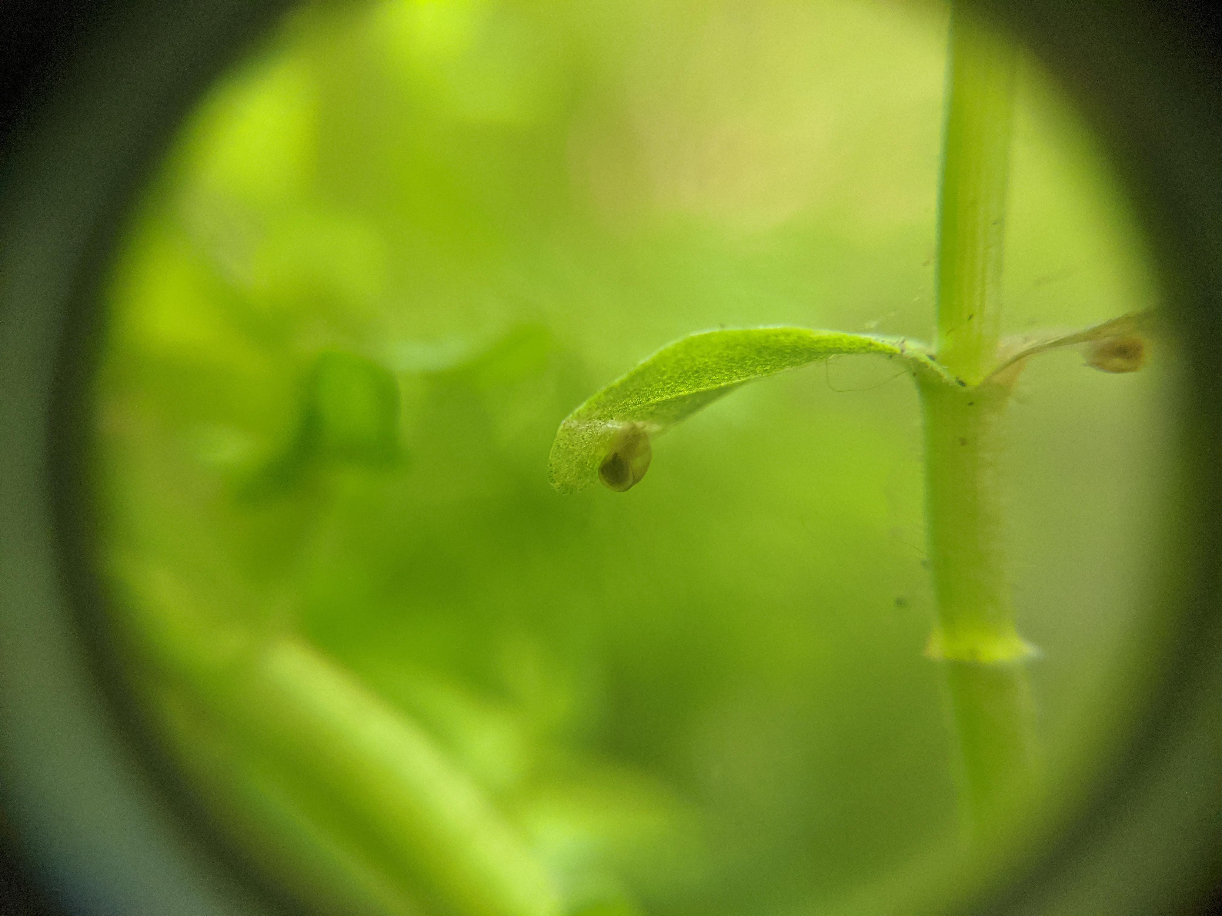 These 1mm snails suddenly popped up in my aquarium, any idea what are