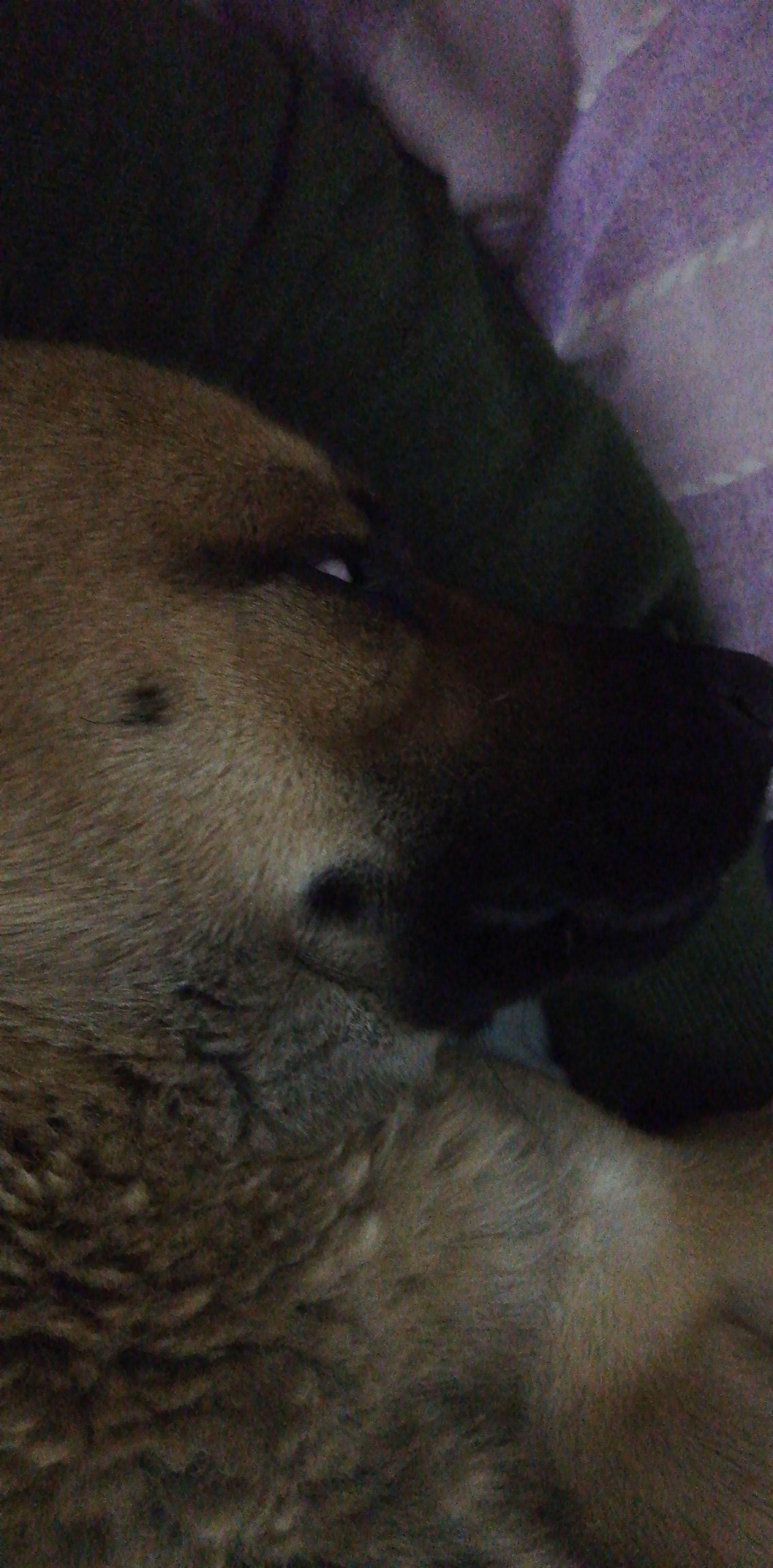 My boy sleeps with his eyes rolled back r/DOG