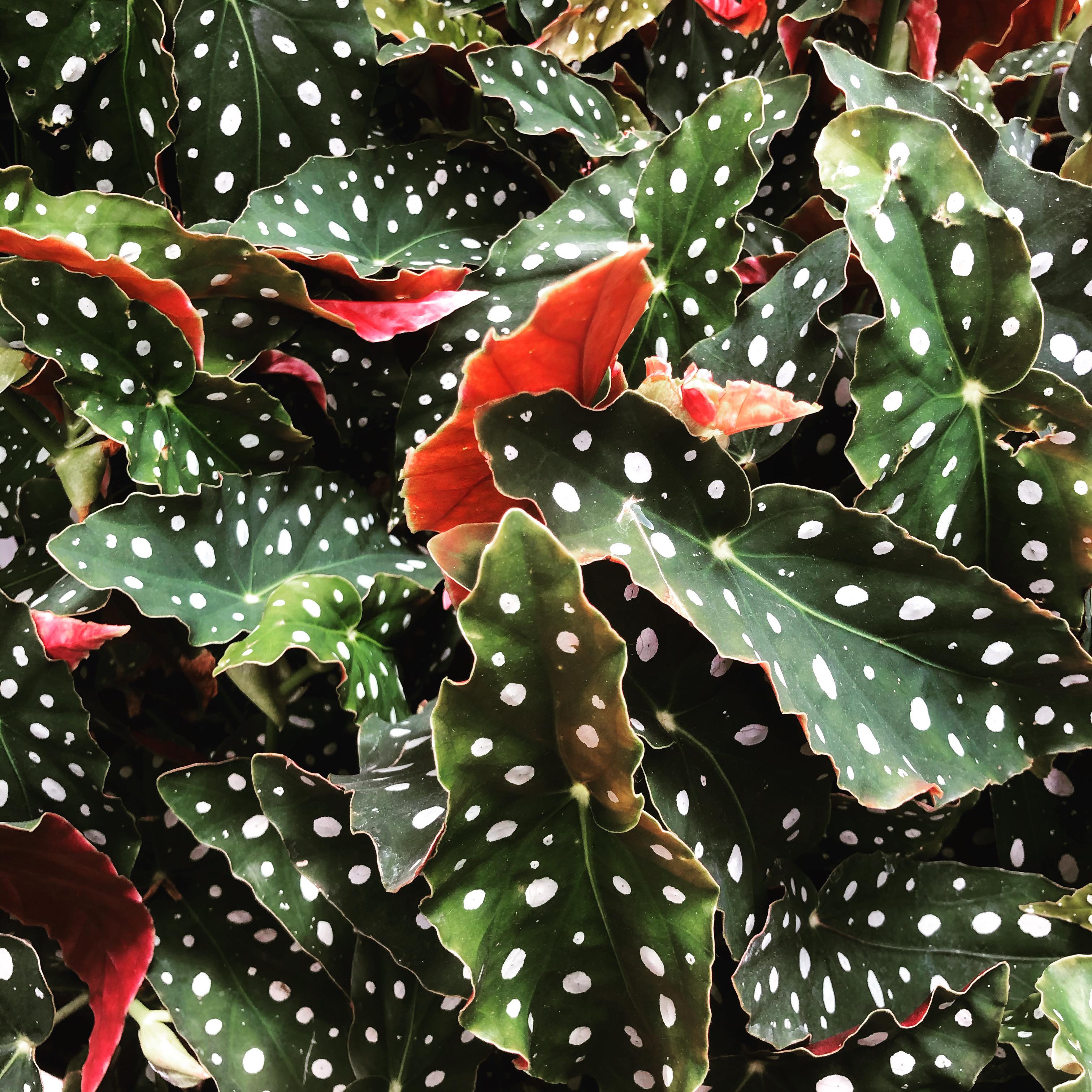That’s a lotta dots! Begonia Maculata r/houseplants