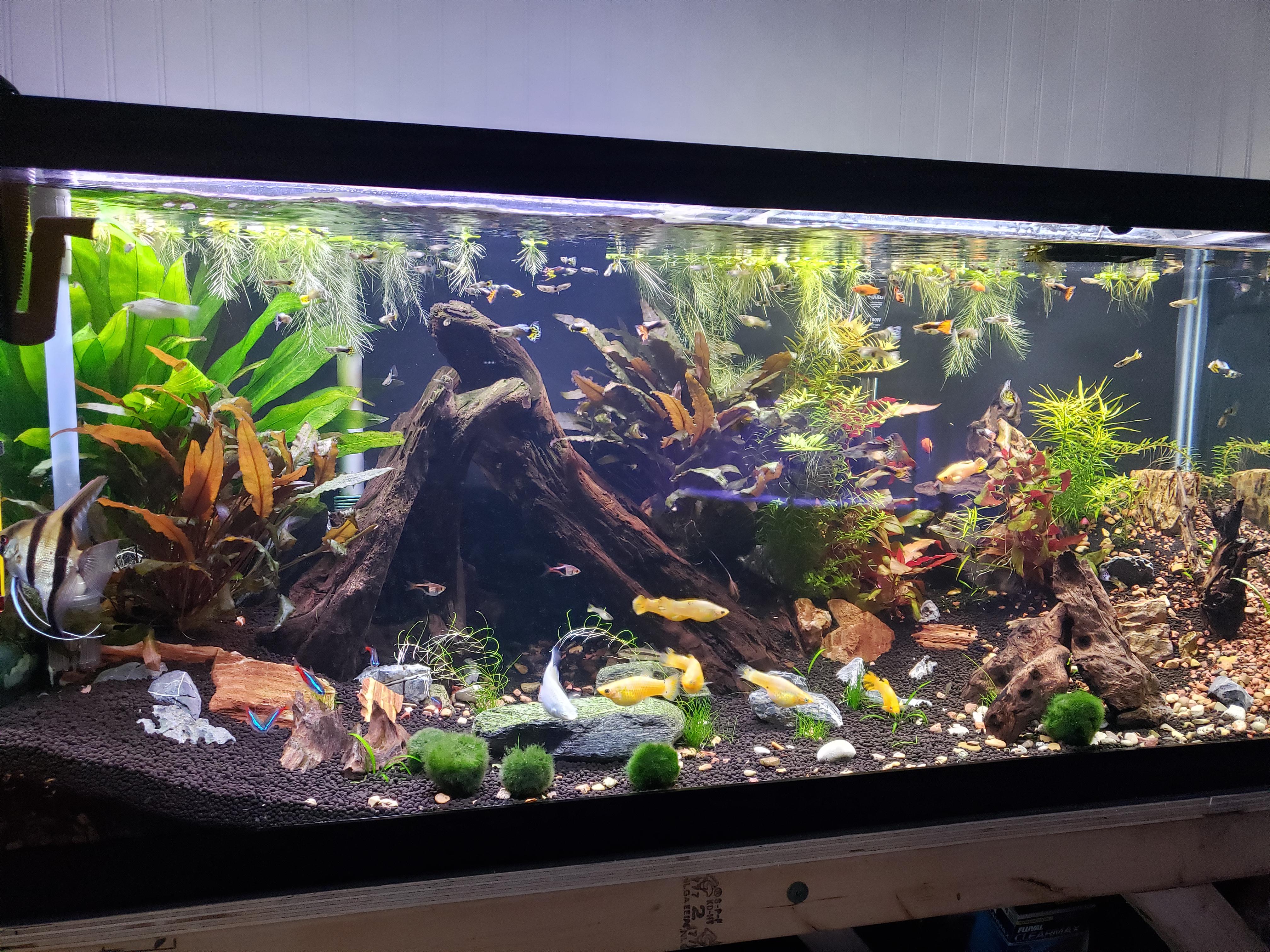 75 gallon community r/aquarium