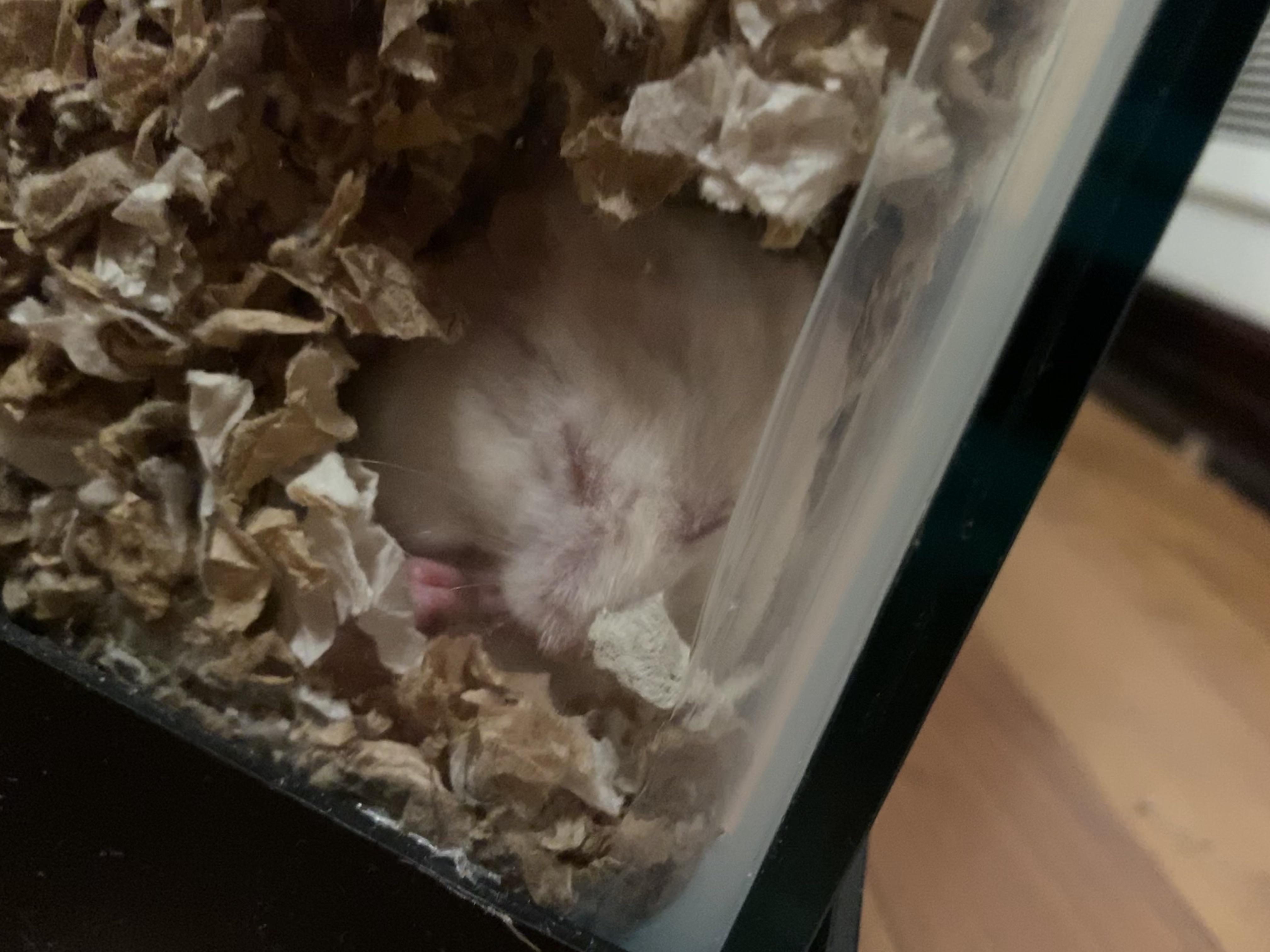 Do you think red eyed hammies are creepy? r/hamsters