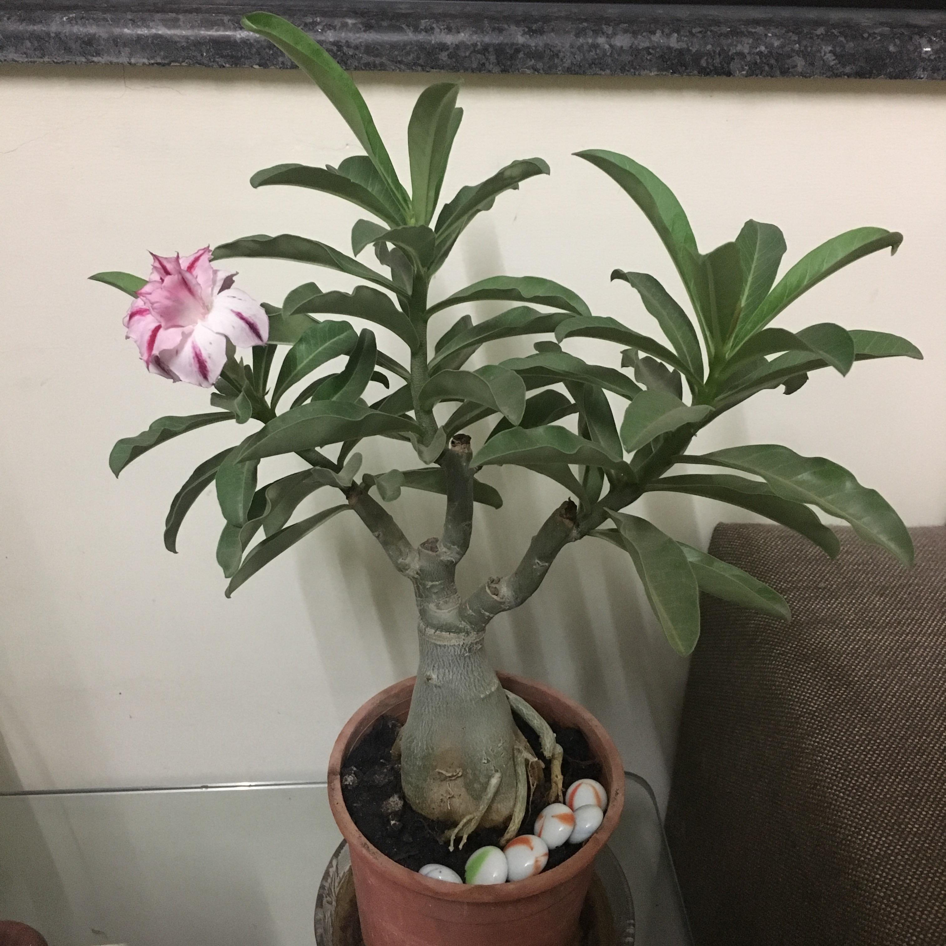 My desert rose bloomed today after pruning all branches in December r