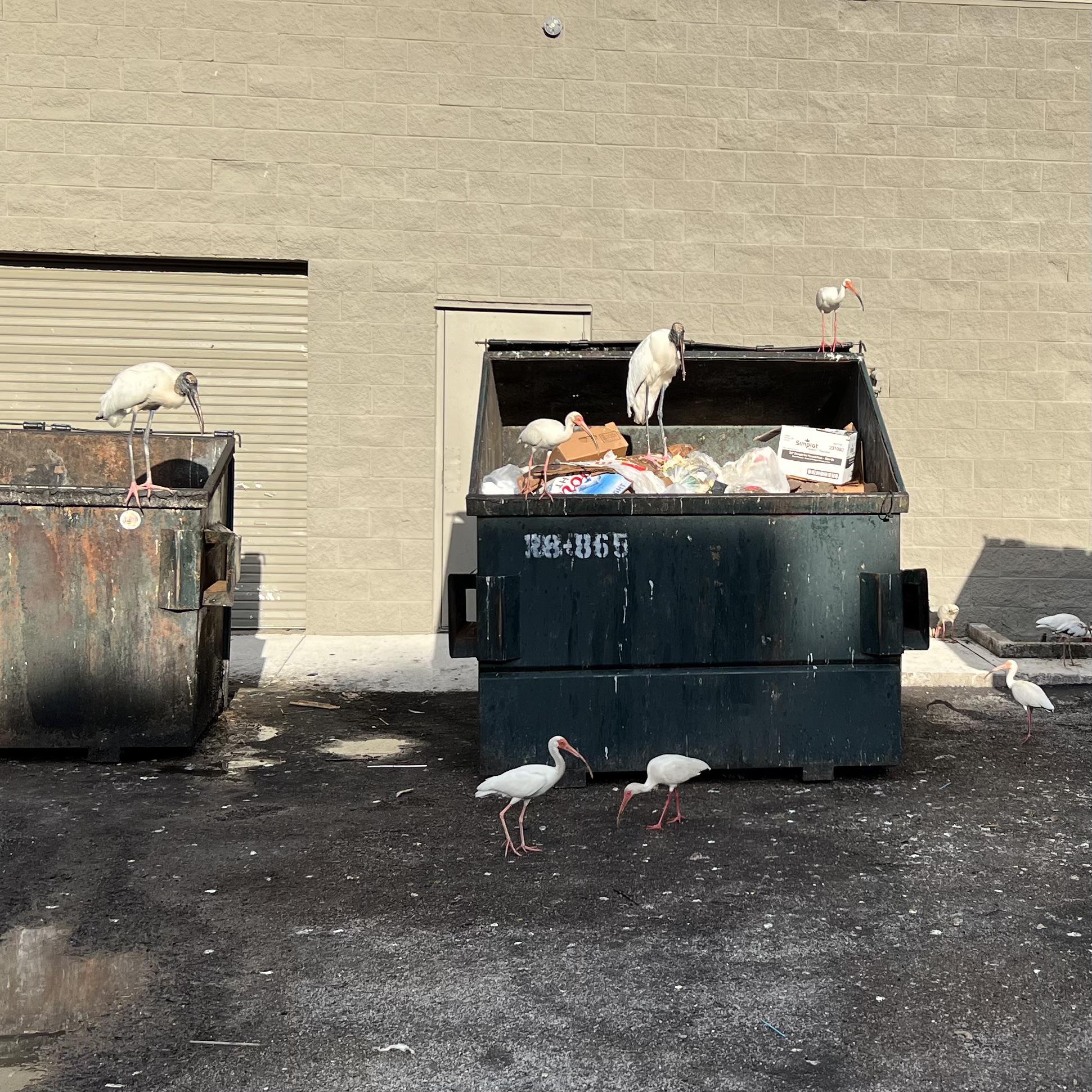 479 best Bin Chicken images on Pholder Brisbane, Sydney and Australia