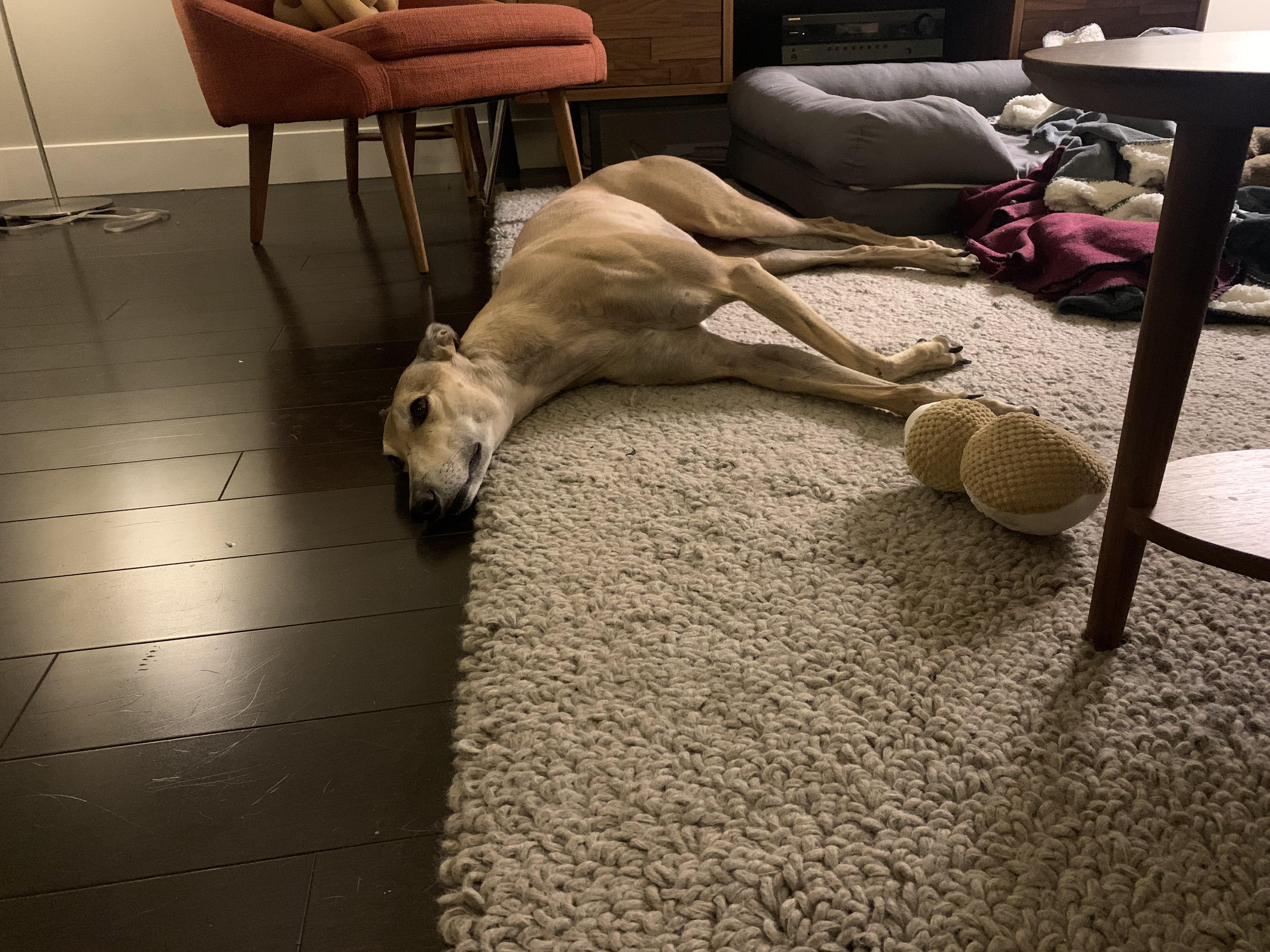 So many beds to choose from… r/Greyhounds