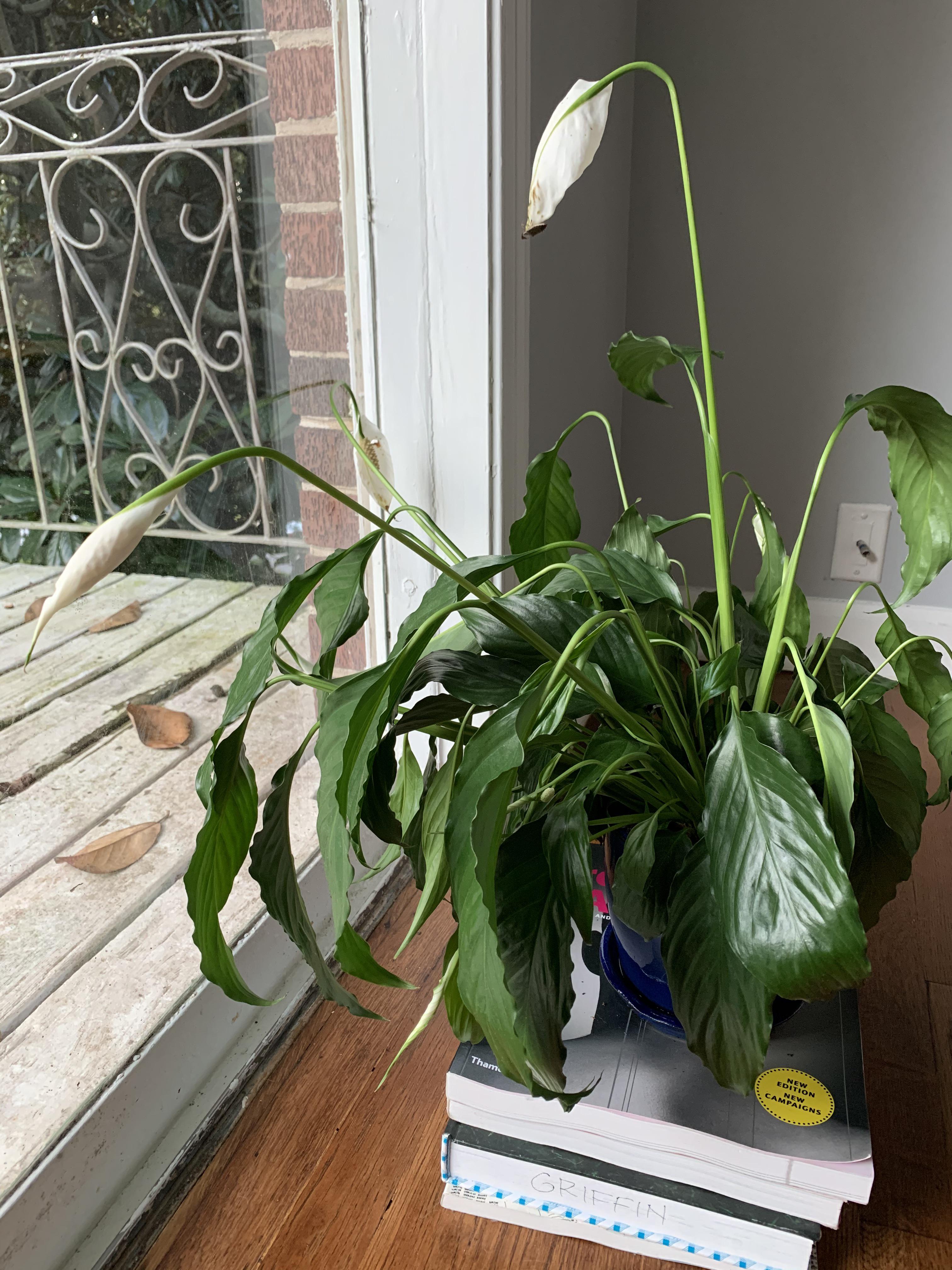 [HELP] my peace lily looks so droopy this morning. I think it just