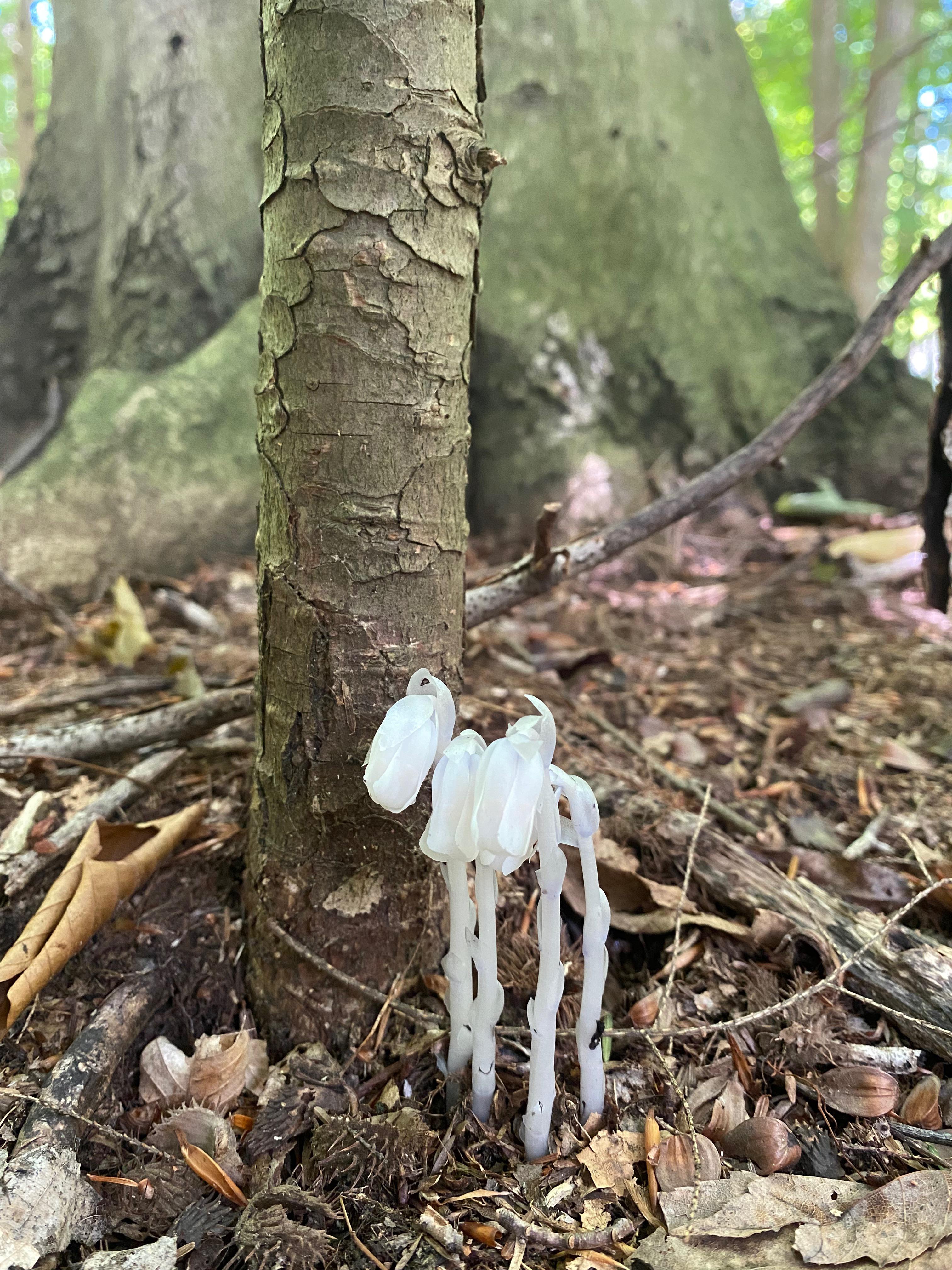 The rare and elusive Ghost Pipe. r/foraging