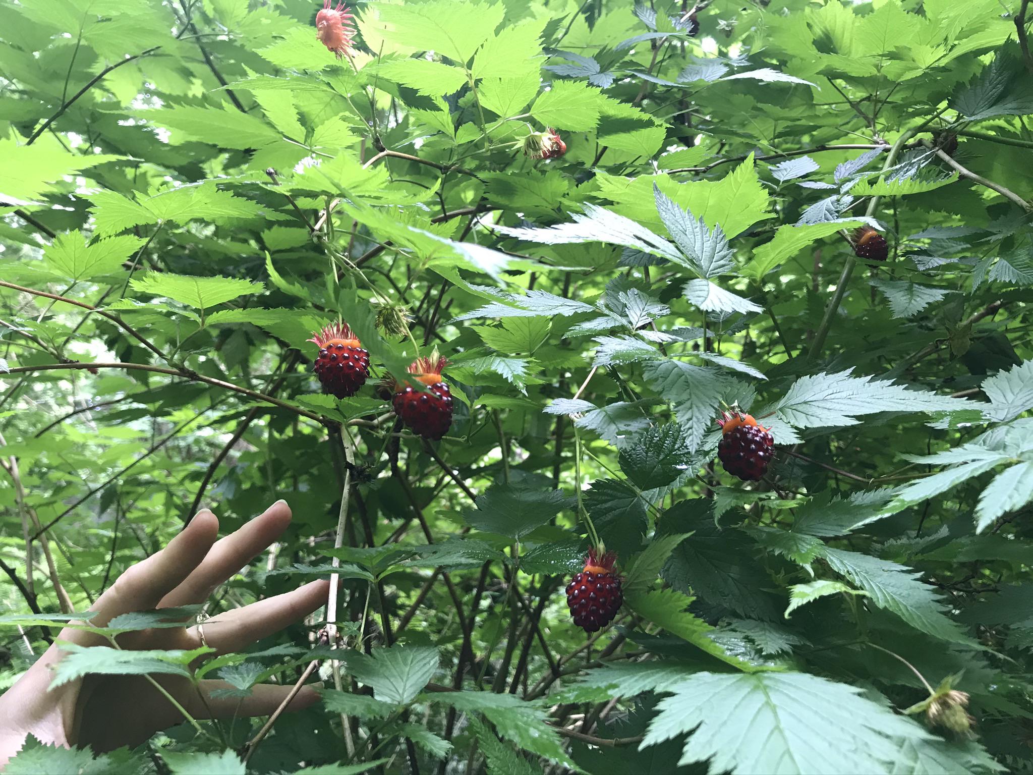These salmon berries are so ripe that they look like they are about to